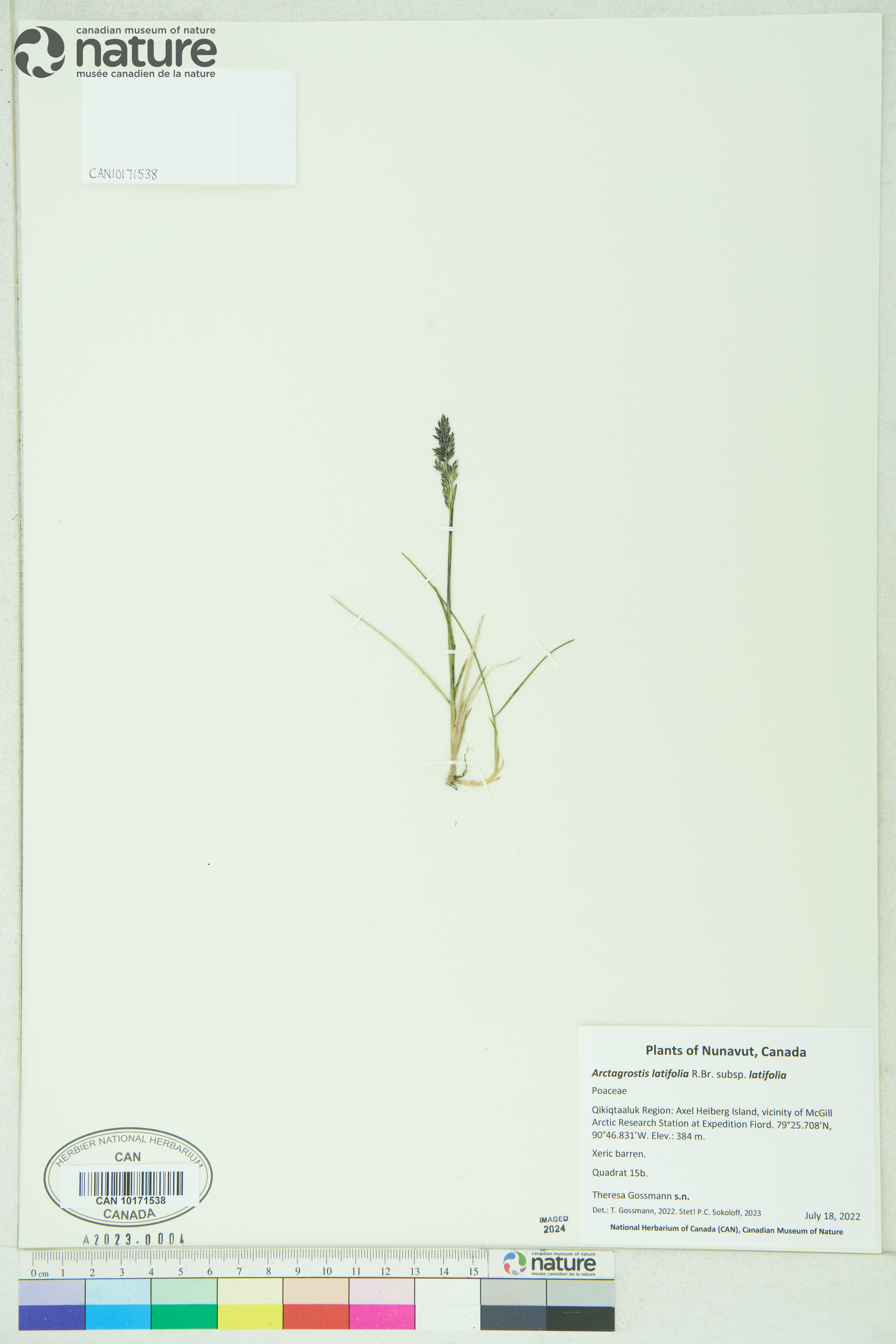 Arctagrostis latifolia image