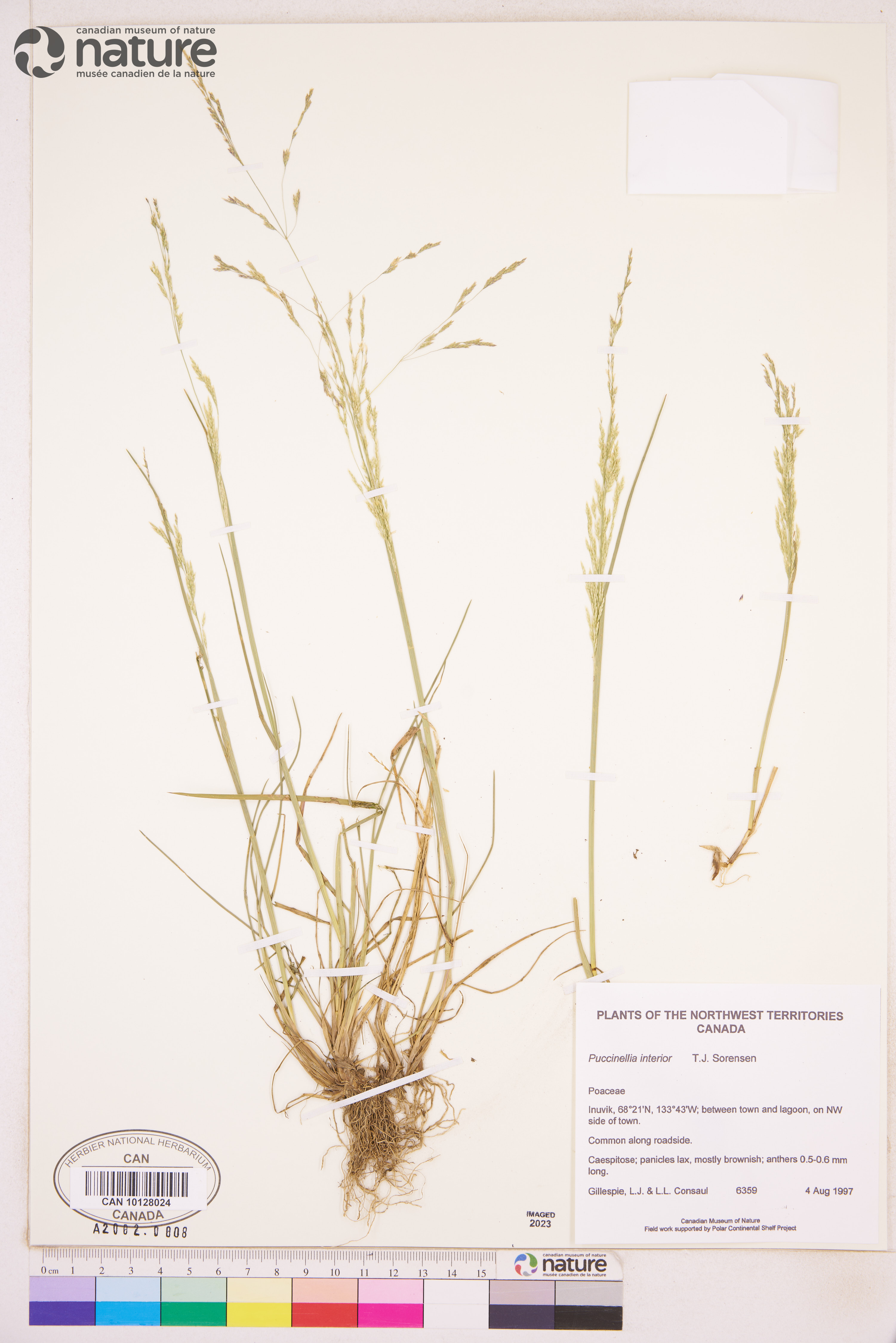 Puccinellia interior image