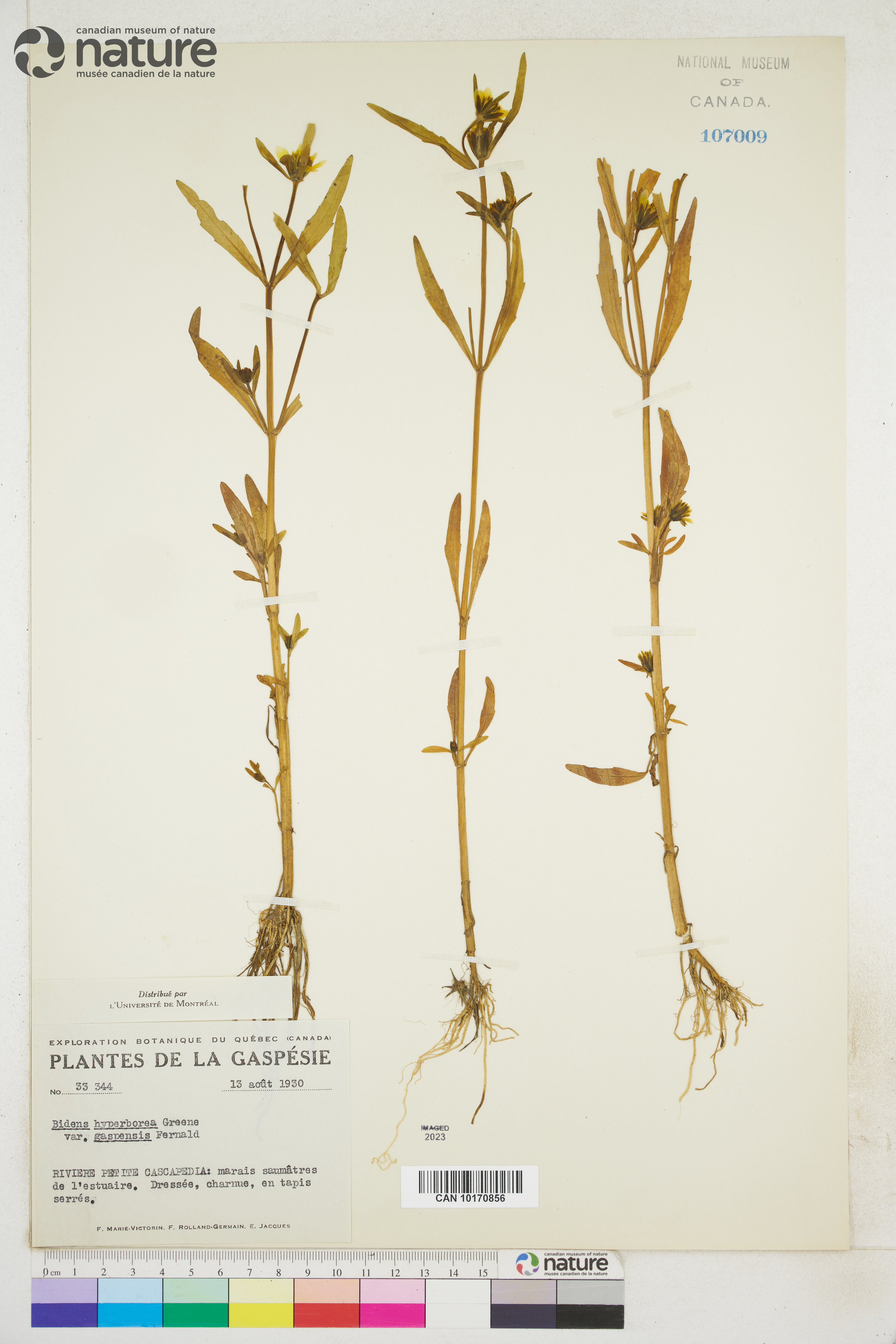 Bidens hyperborea image