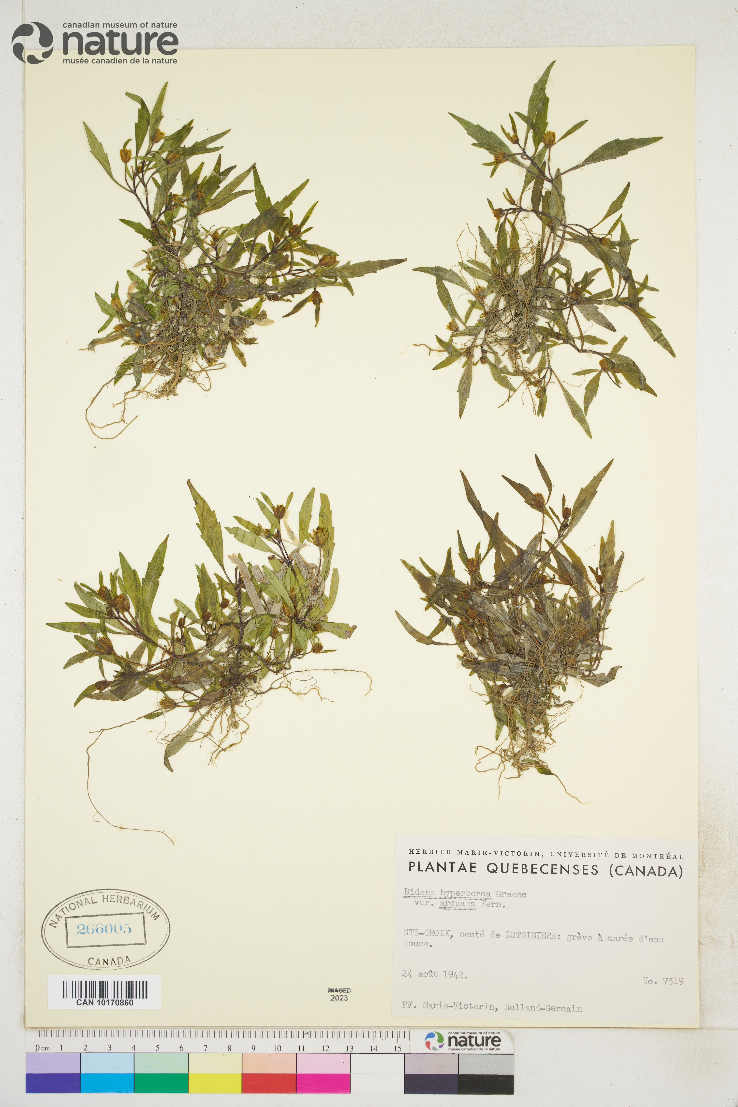 Bidens hyperborea image