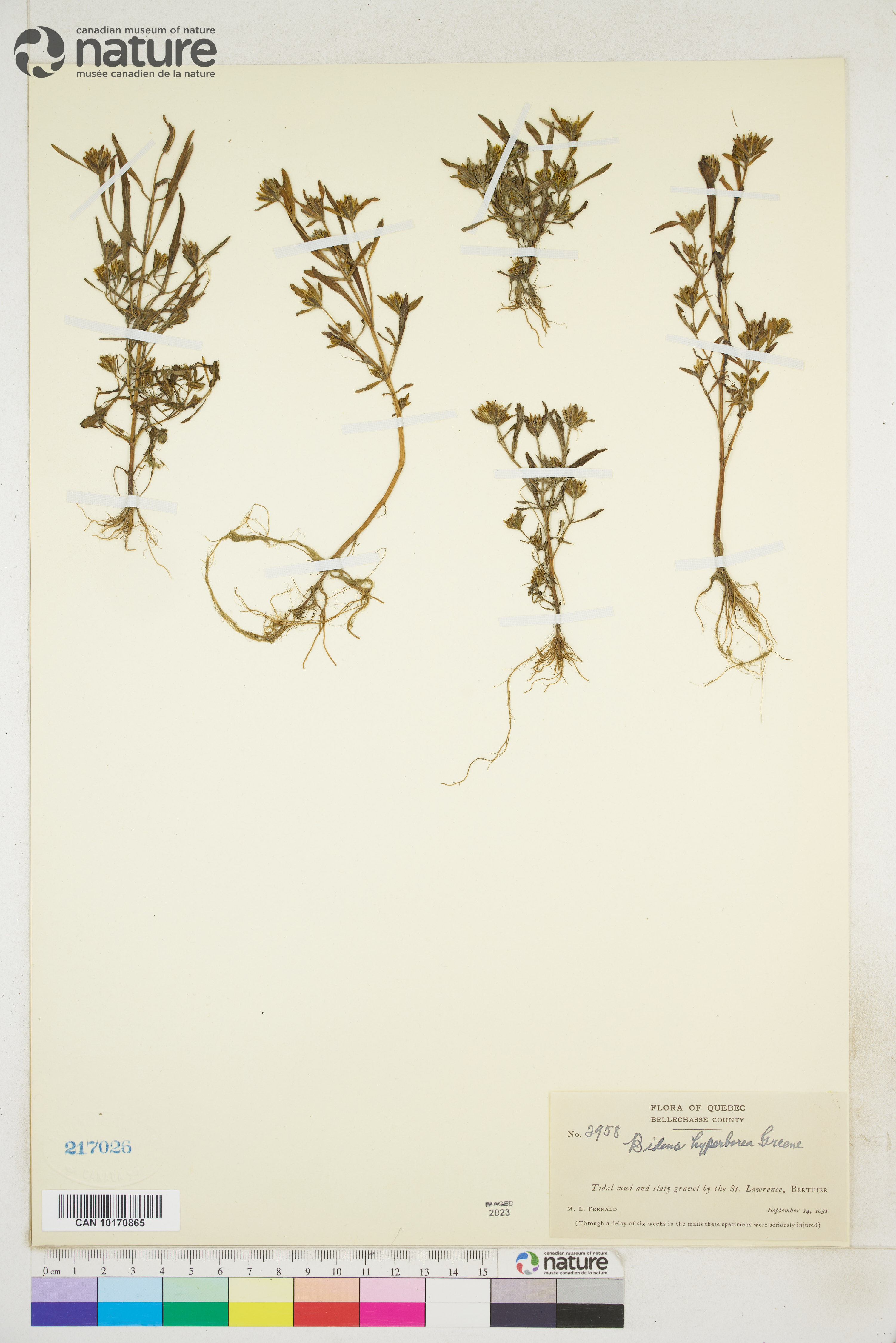 Bidens hyperborea image
