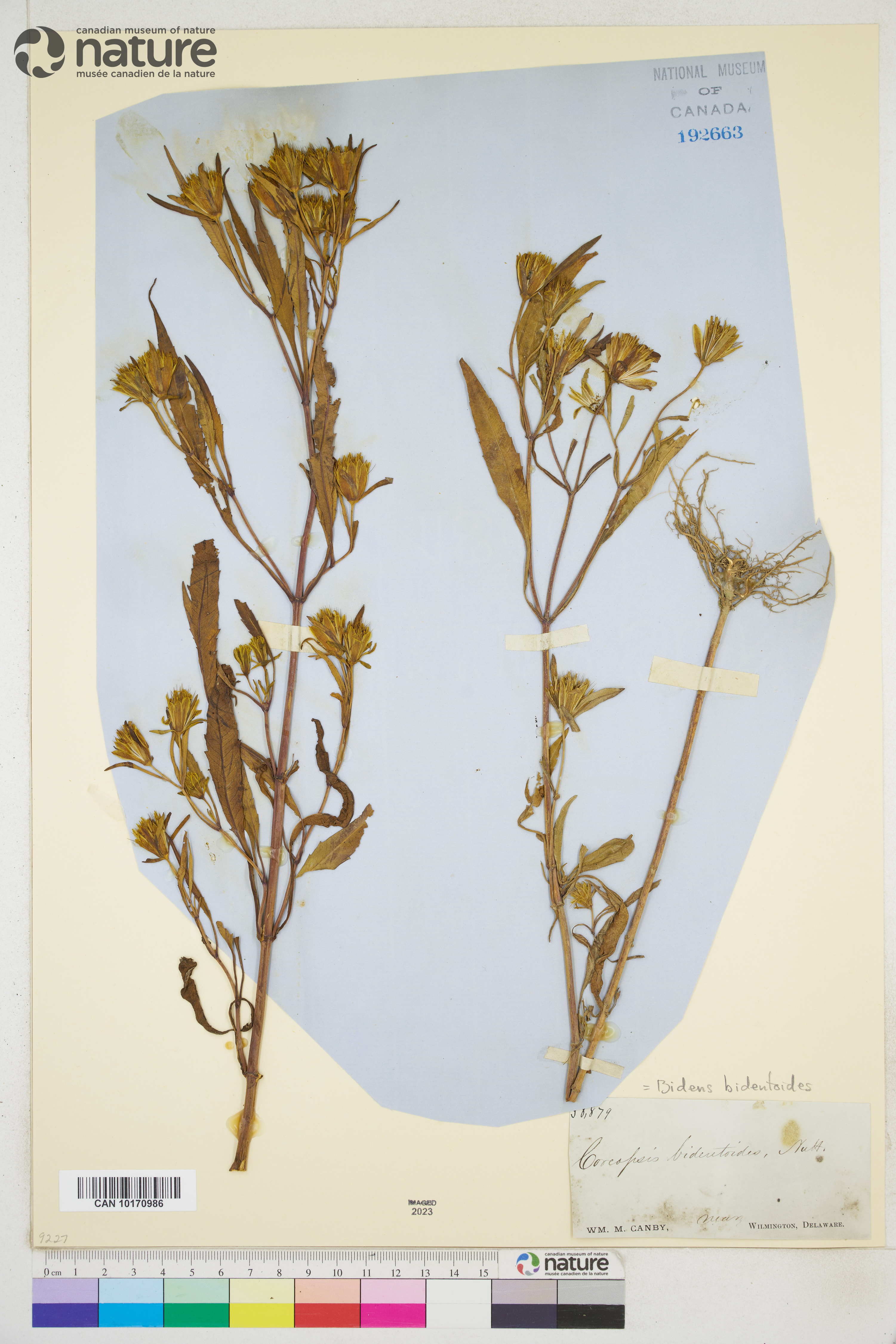 Bidens bidentoides image