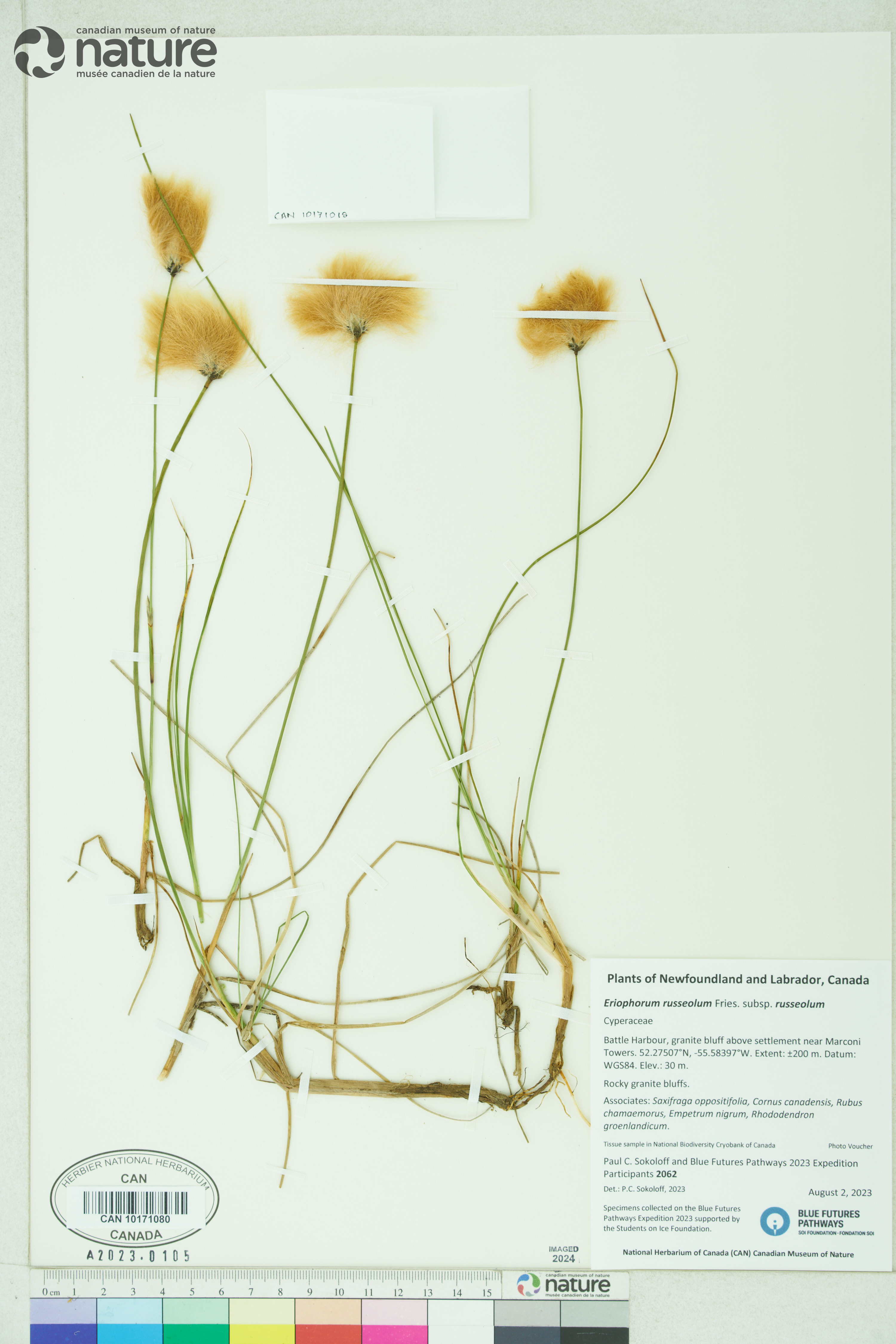 Eriophorum russeolum image
