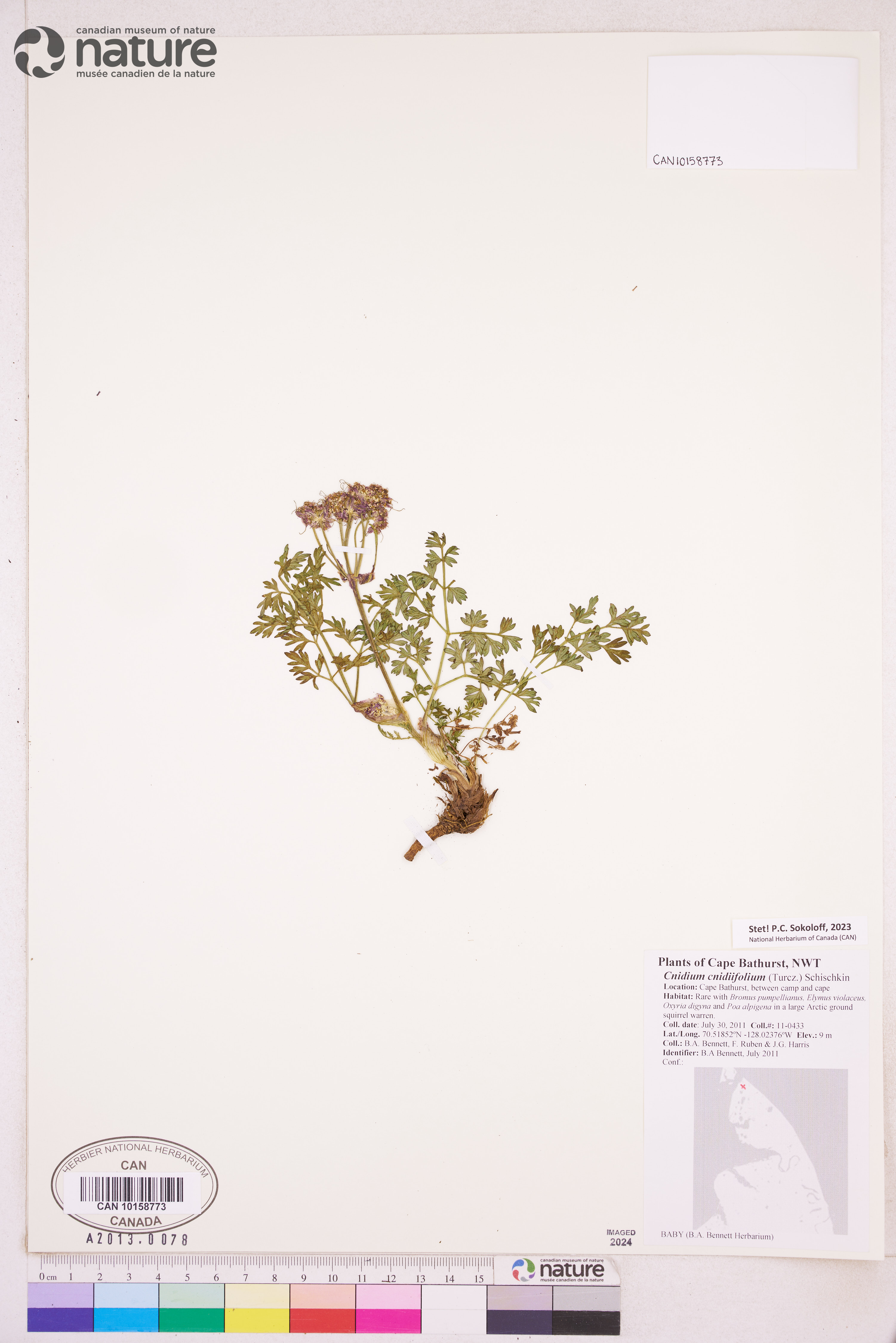 Cnidium image
