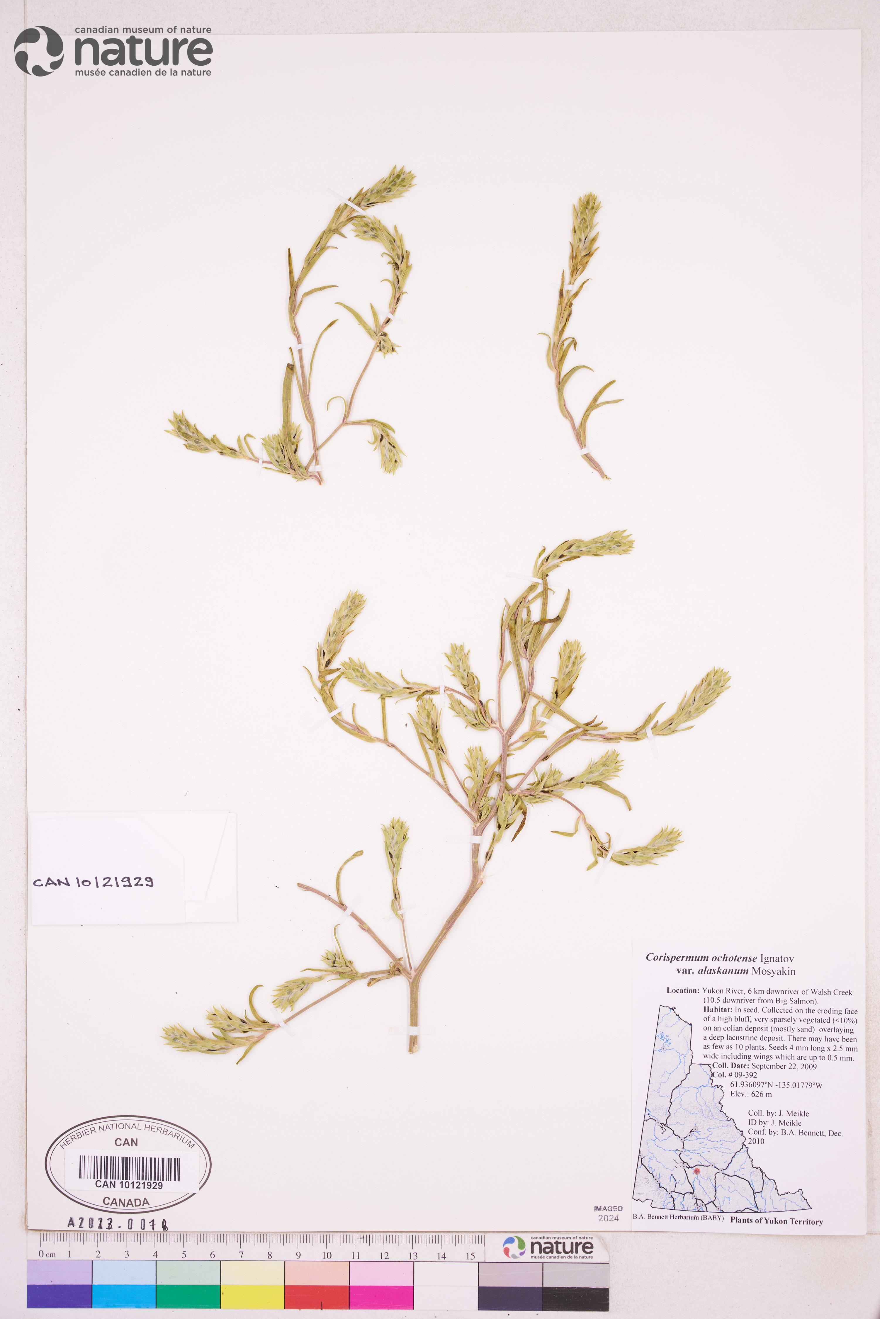 Corispermum ochotense var. alaskanum image