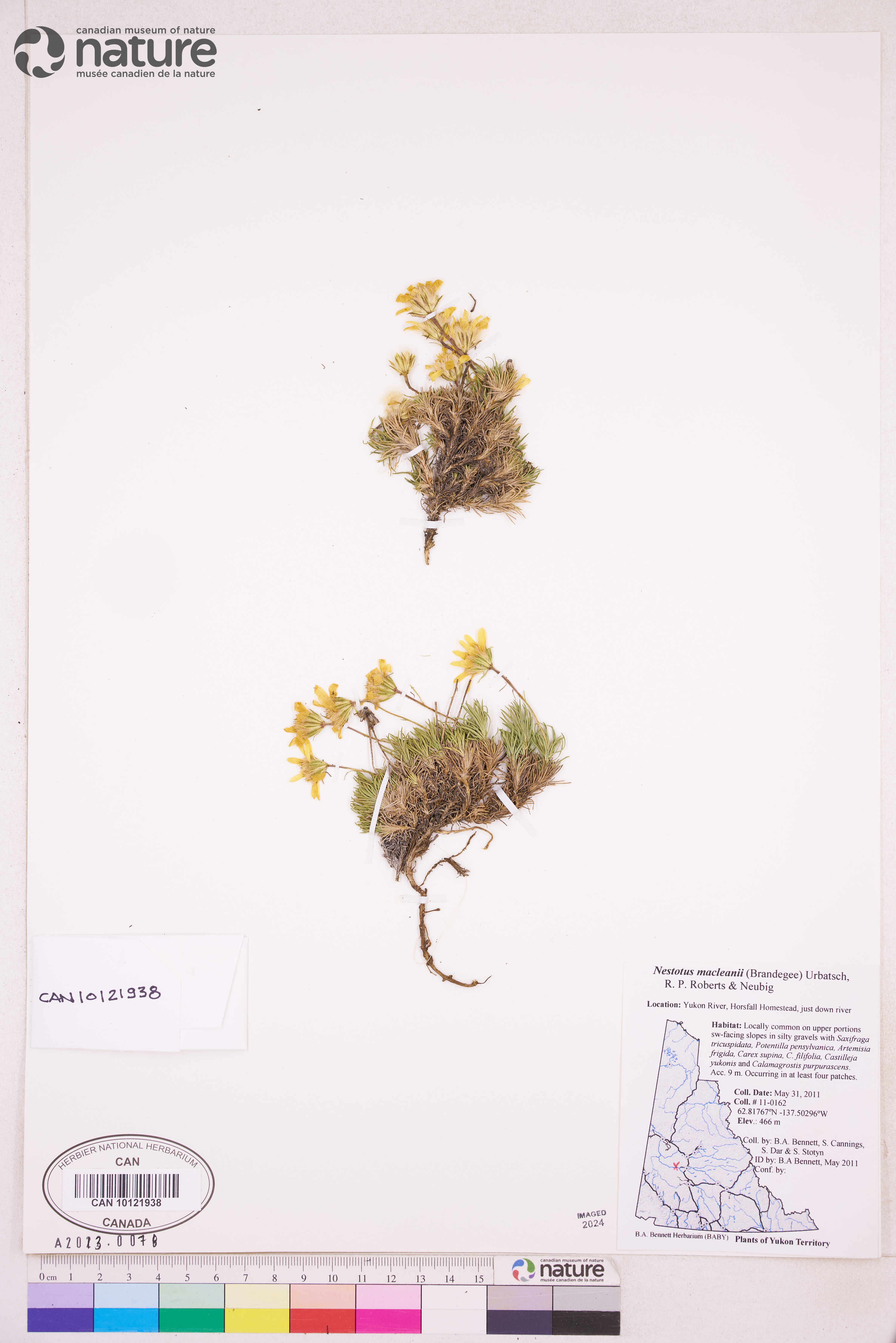 Nestotus macleanii image