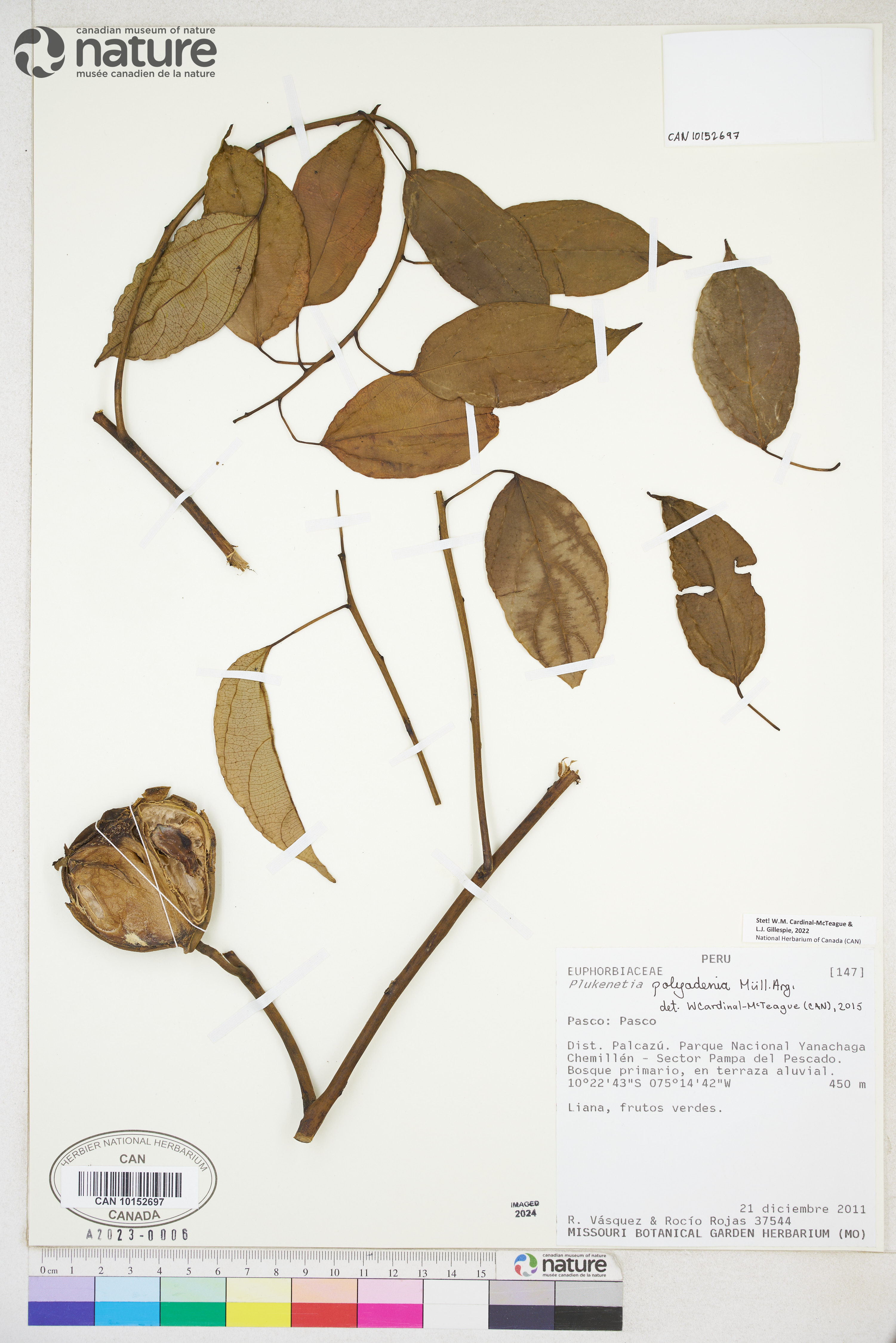 Plukenetia polyadenia image