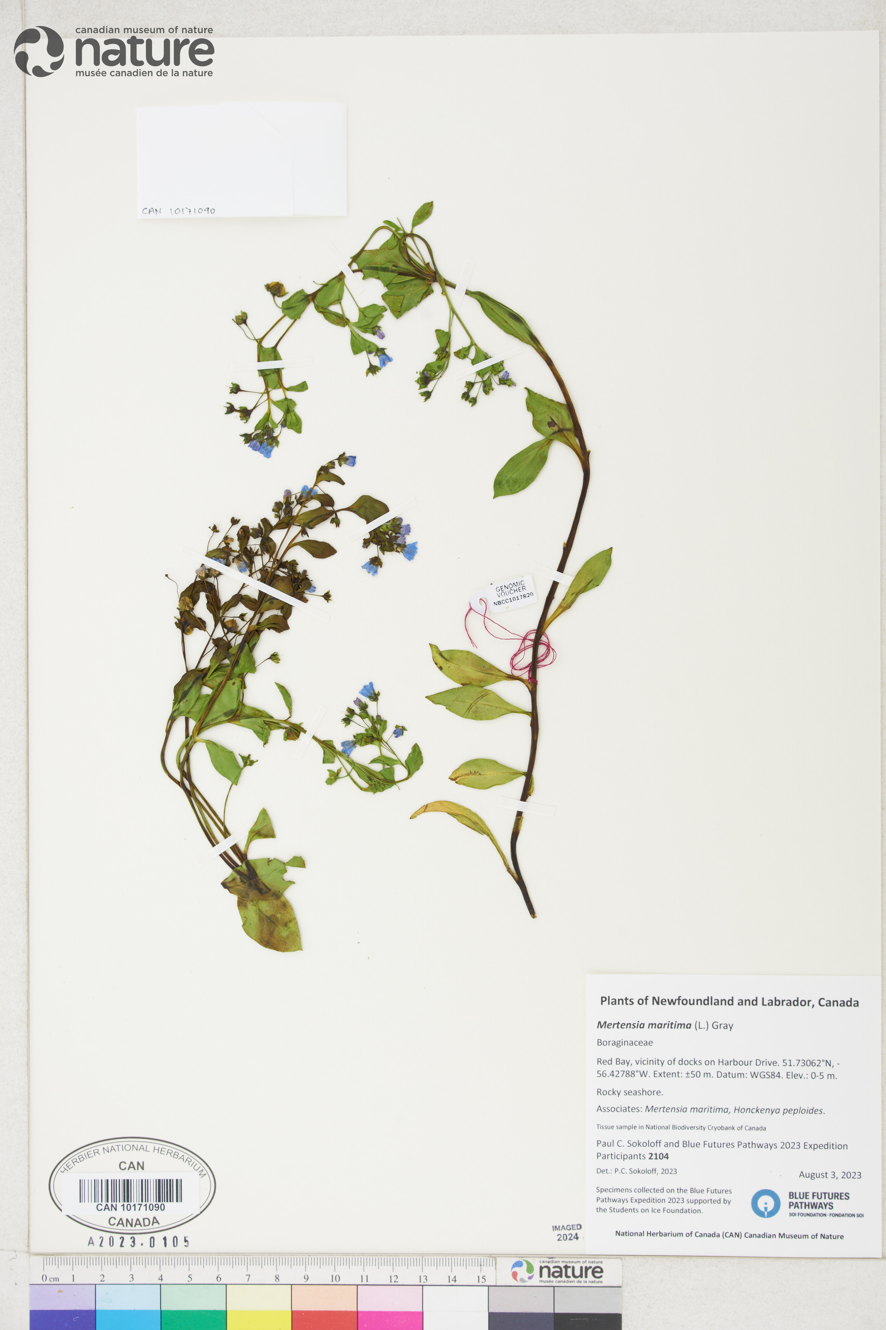 Mertensia maritima image