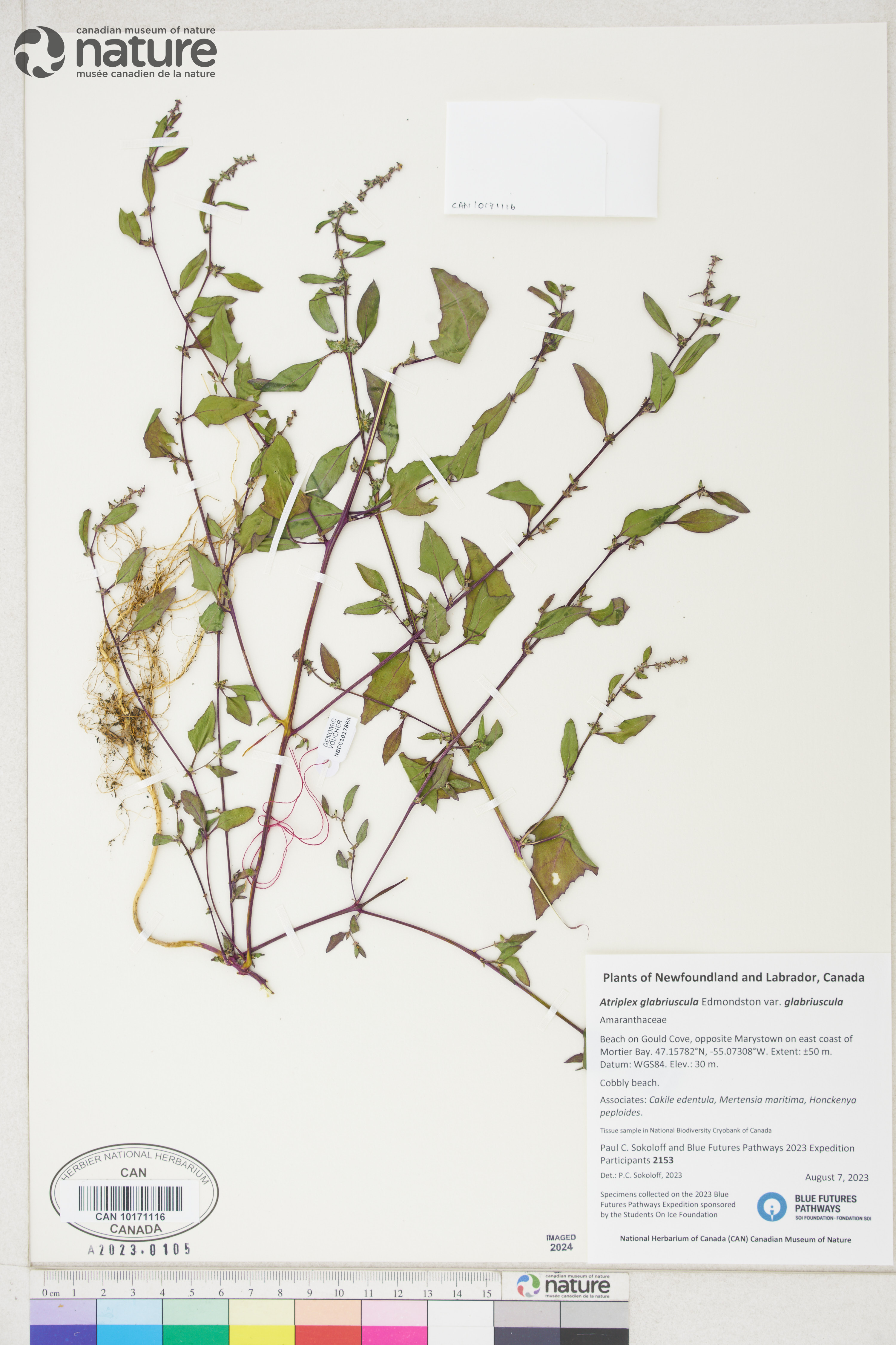 Atriplex glabriuscula var. glabriuscula image