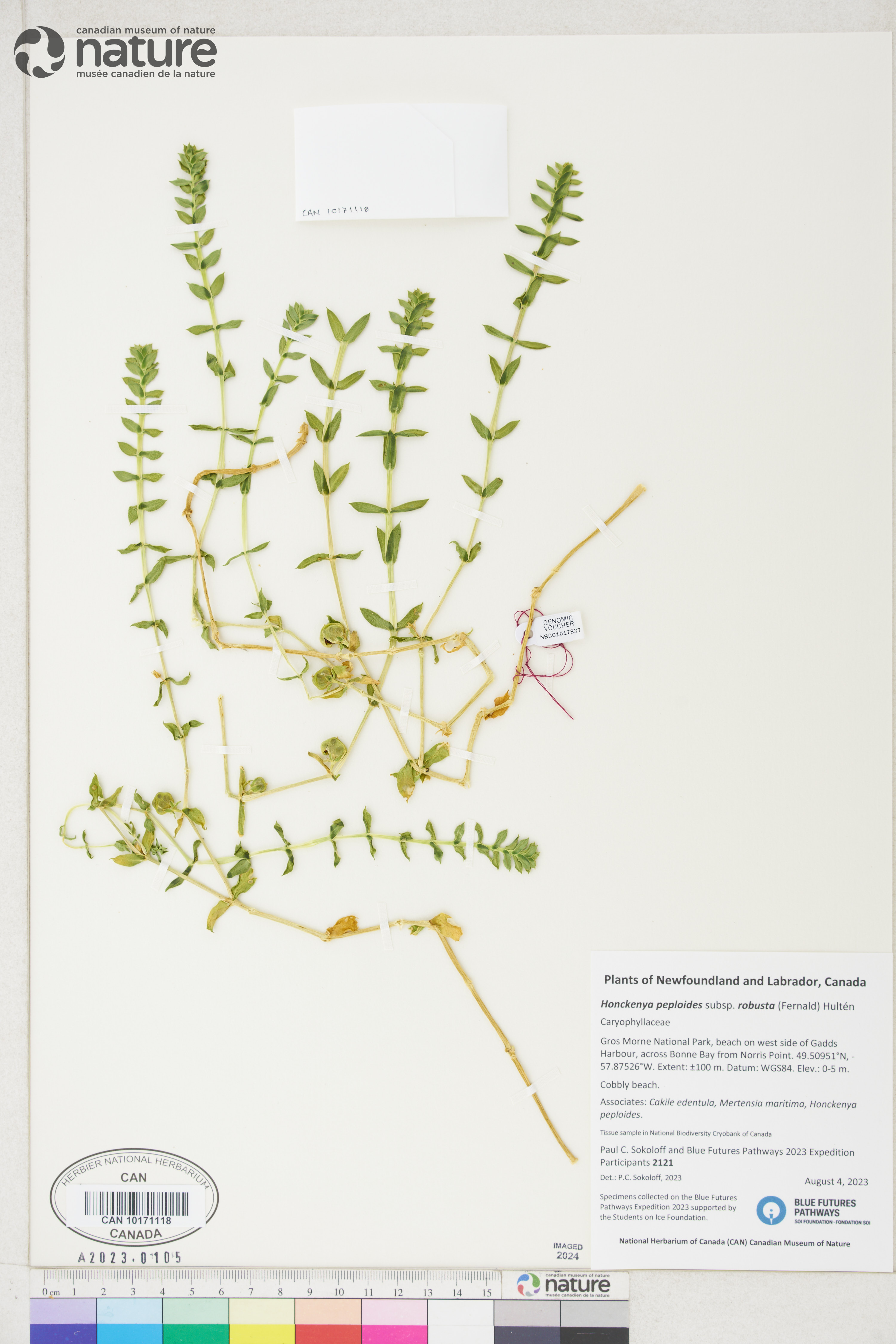 Honckenya peploides subsp. robusta image