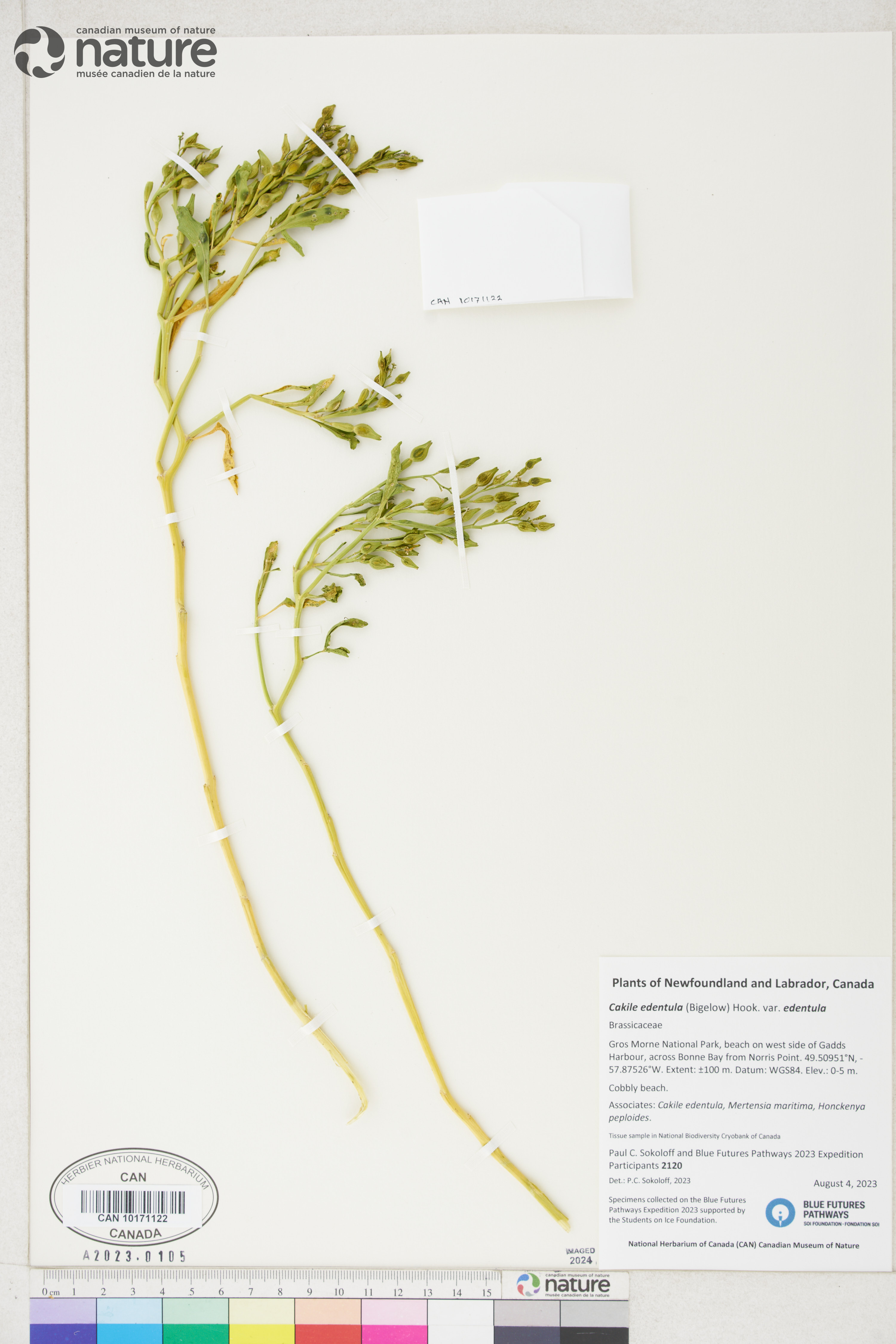 Cakile edentula subsp. edentula image