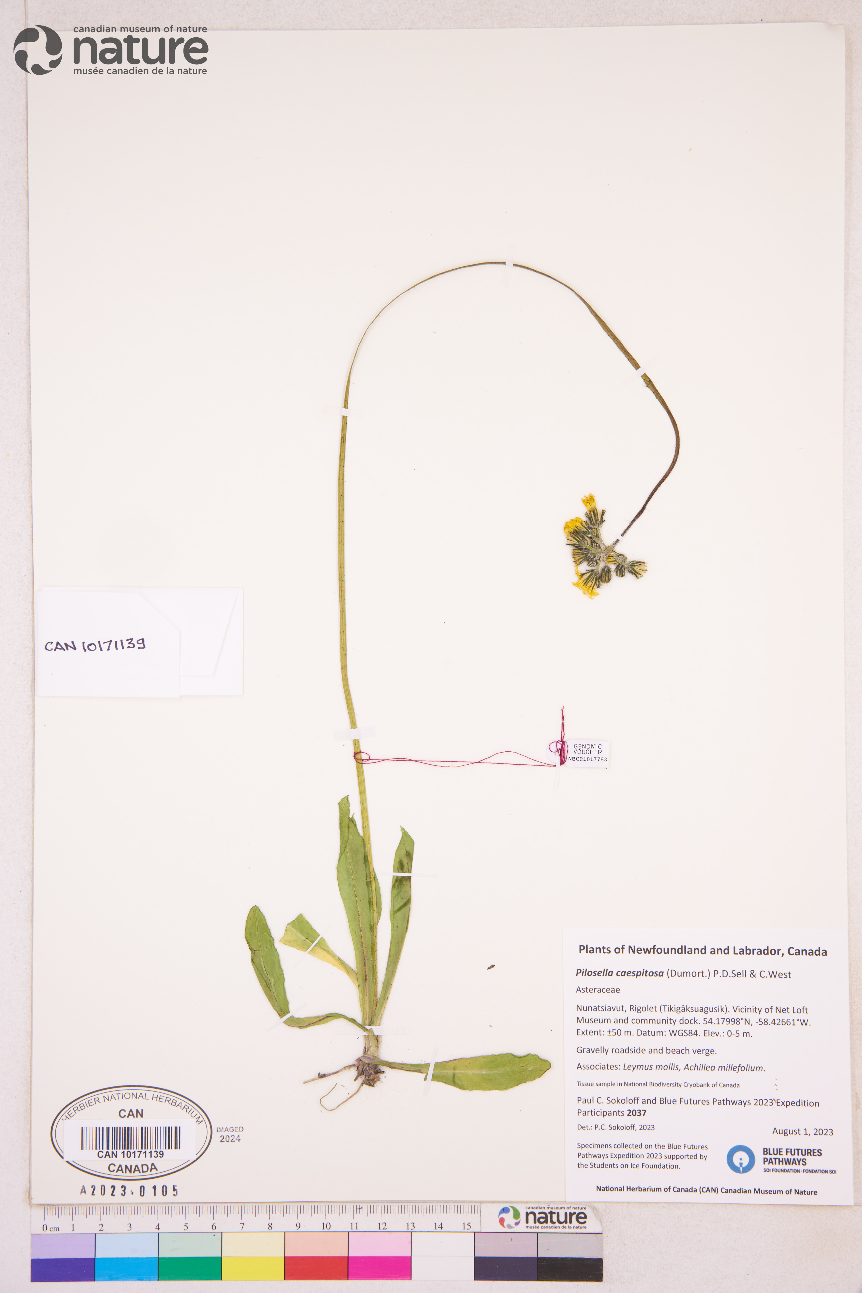 Pilosella caespitosa image
