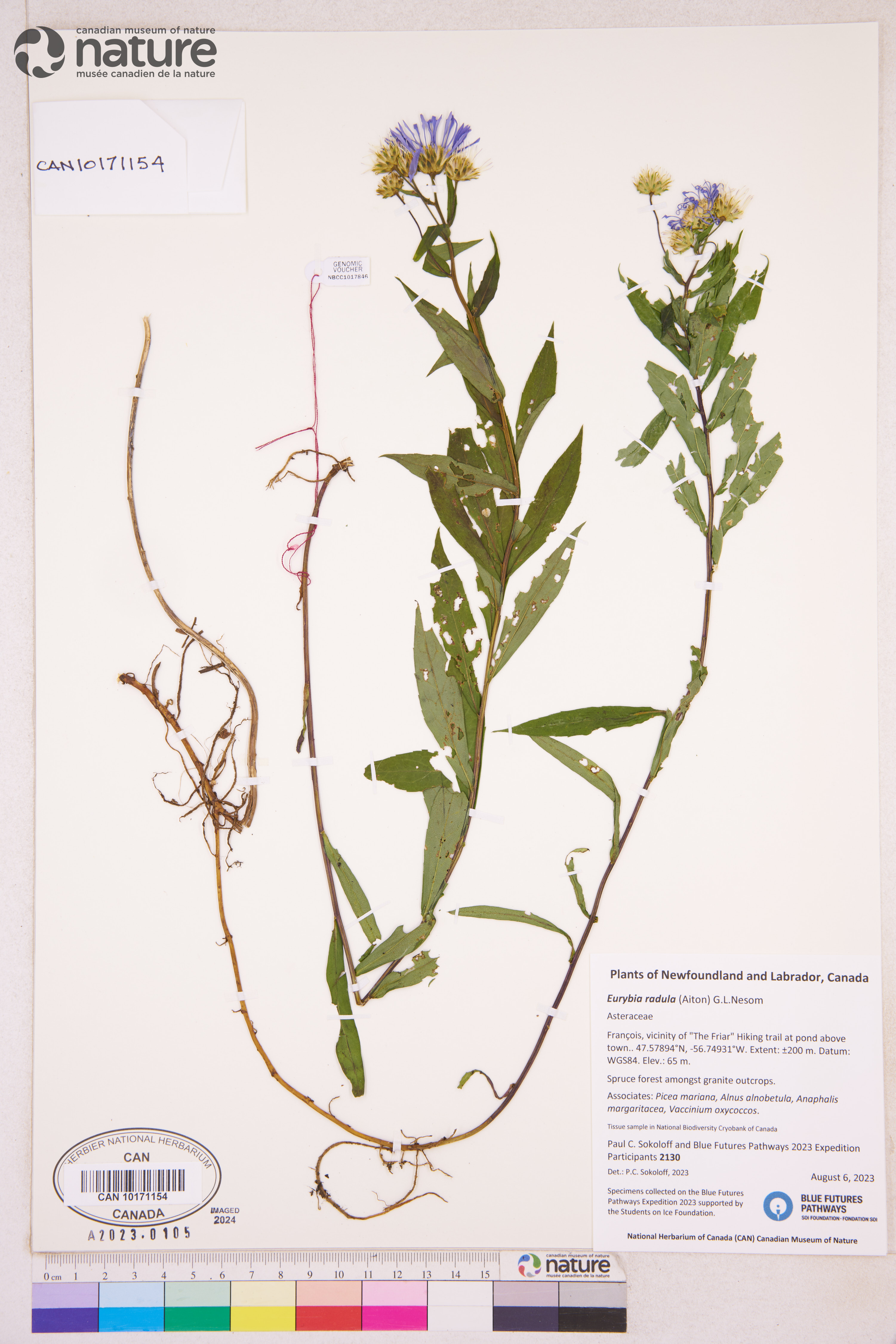 Eurybia radula image