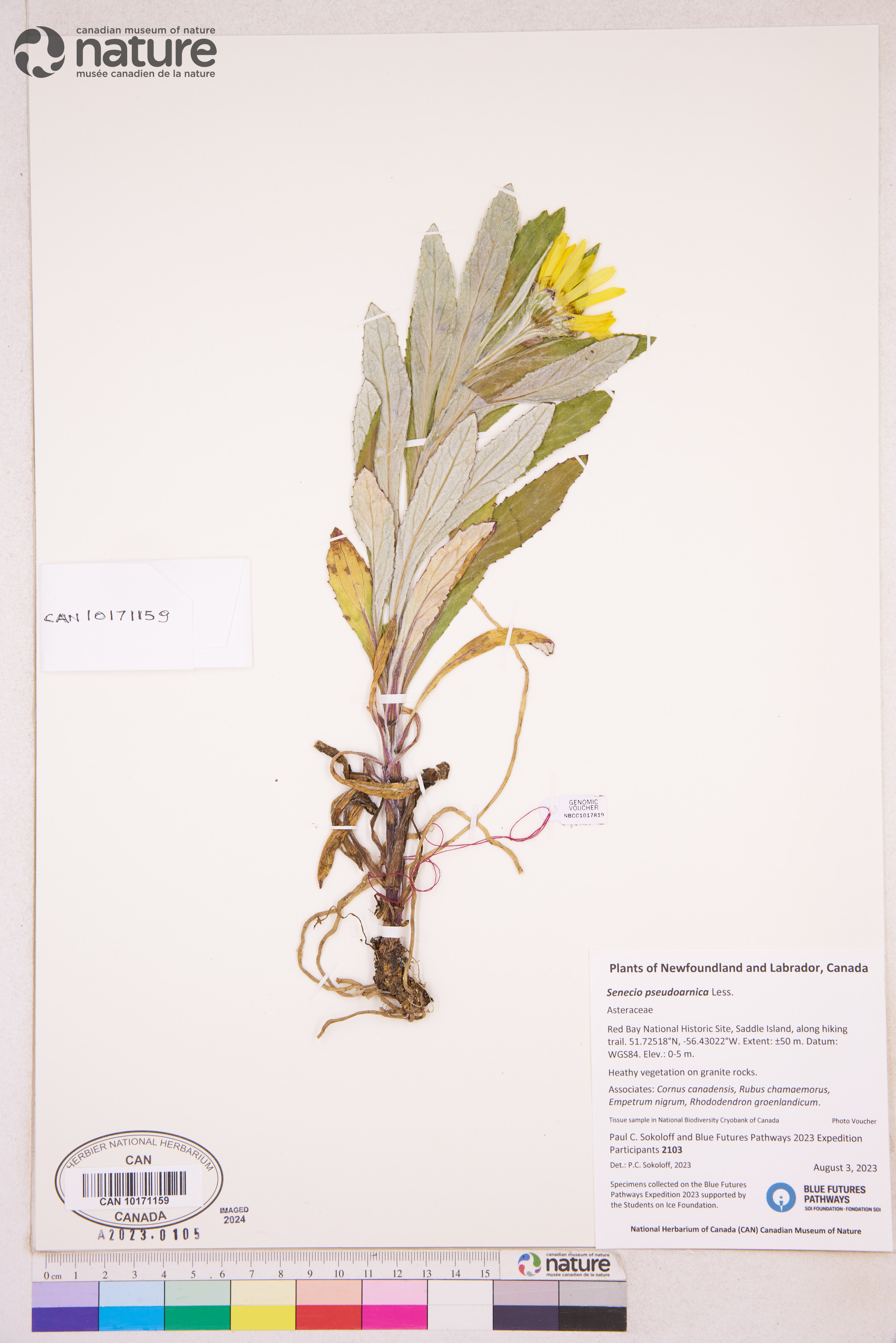Senecio pseudoarnica image