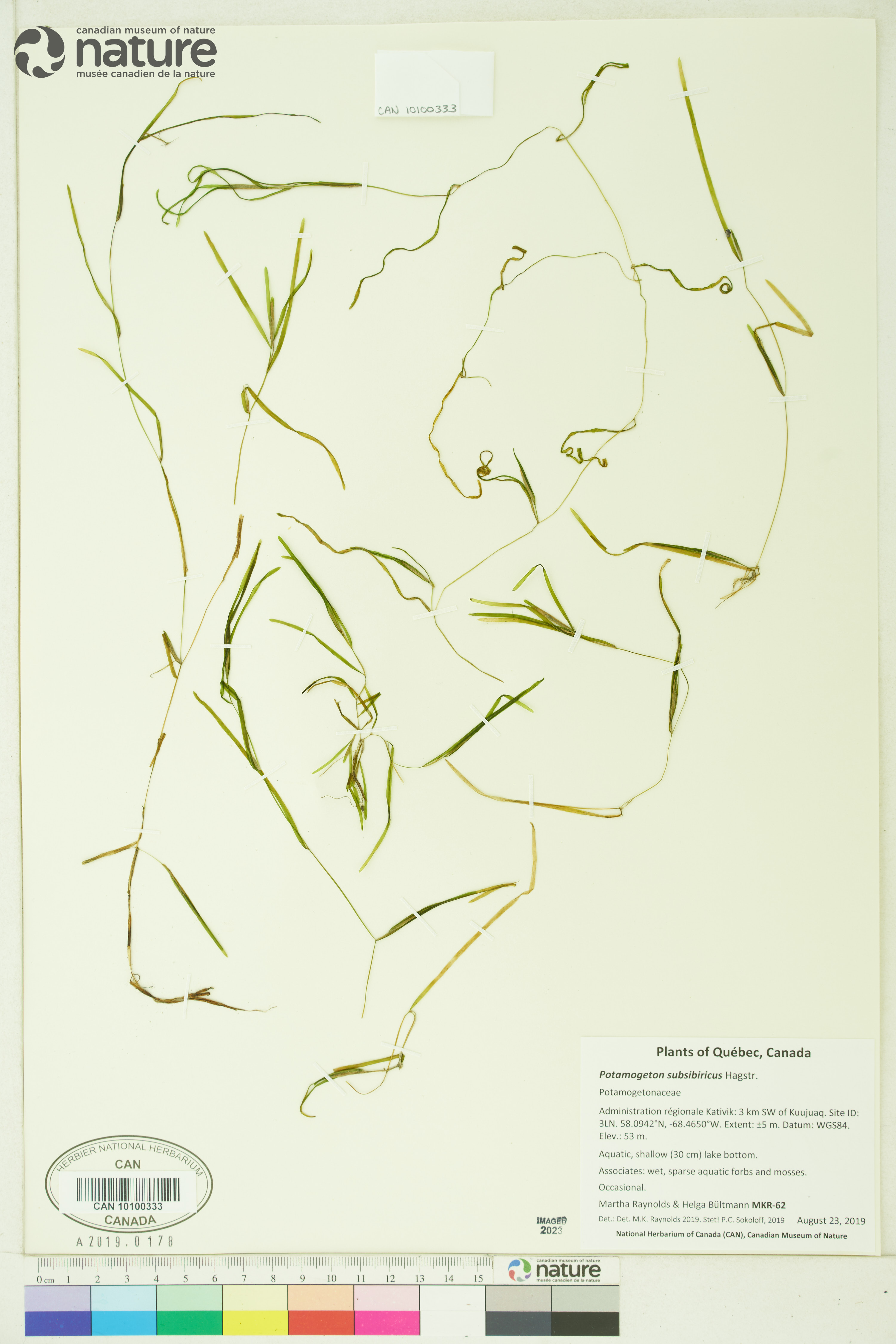 Potamogeton subsibiricus image