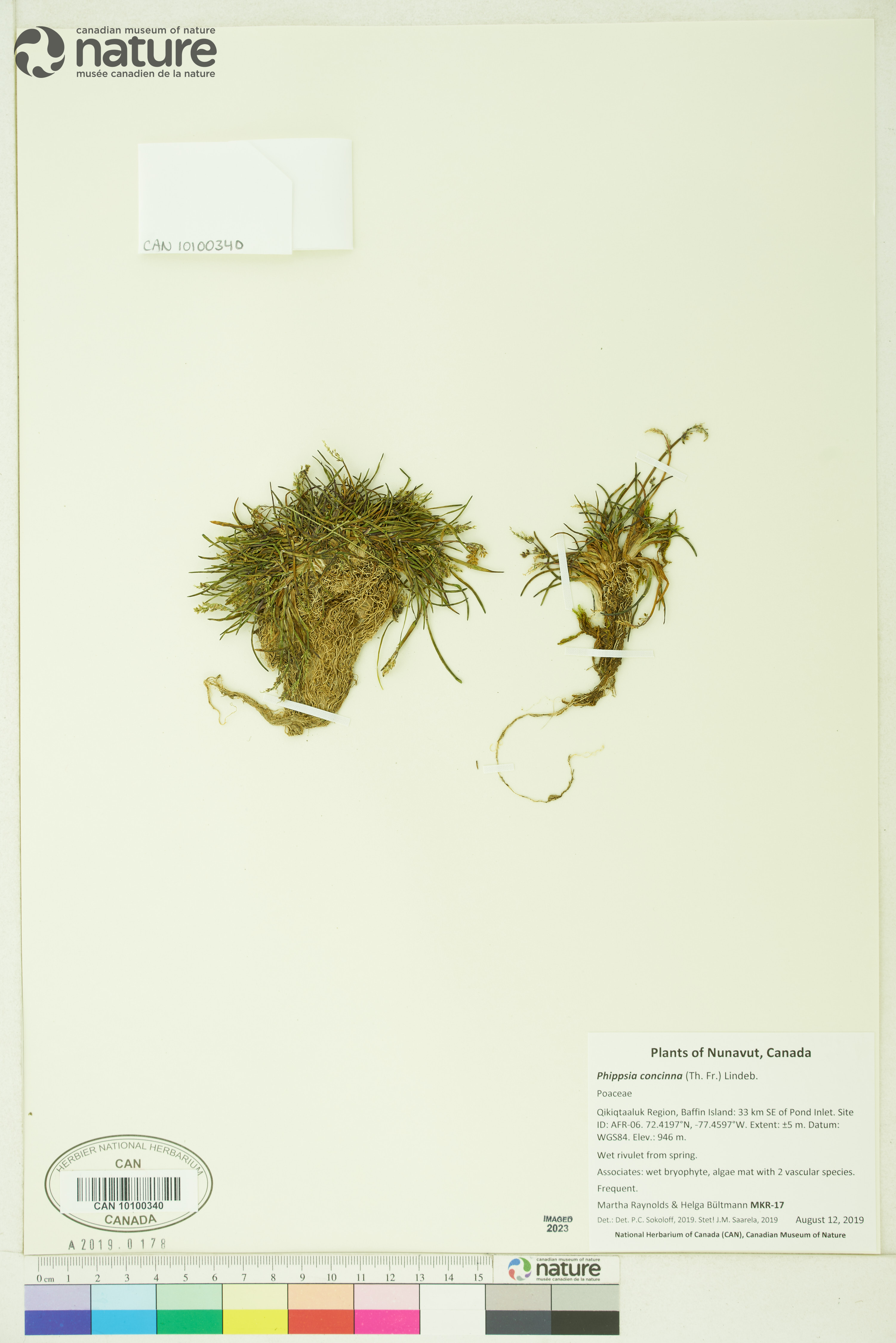 Phippsia concinna image