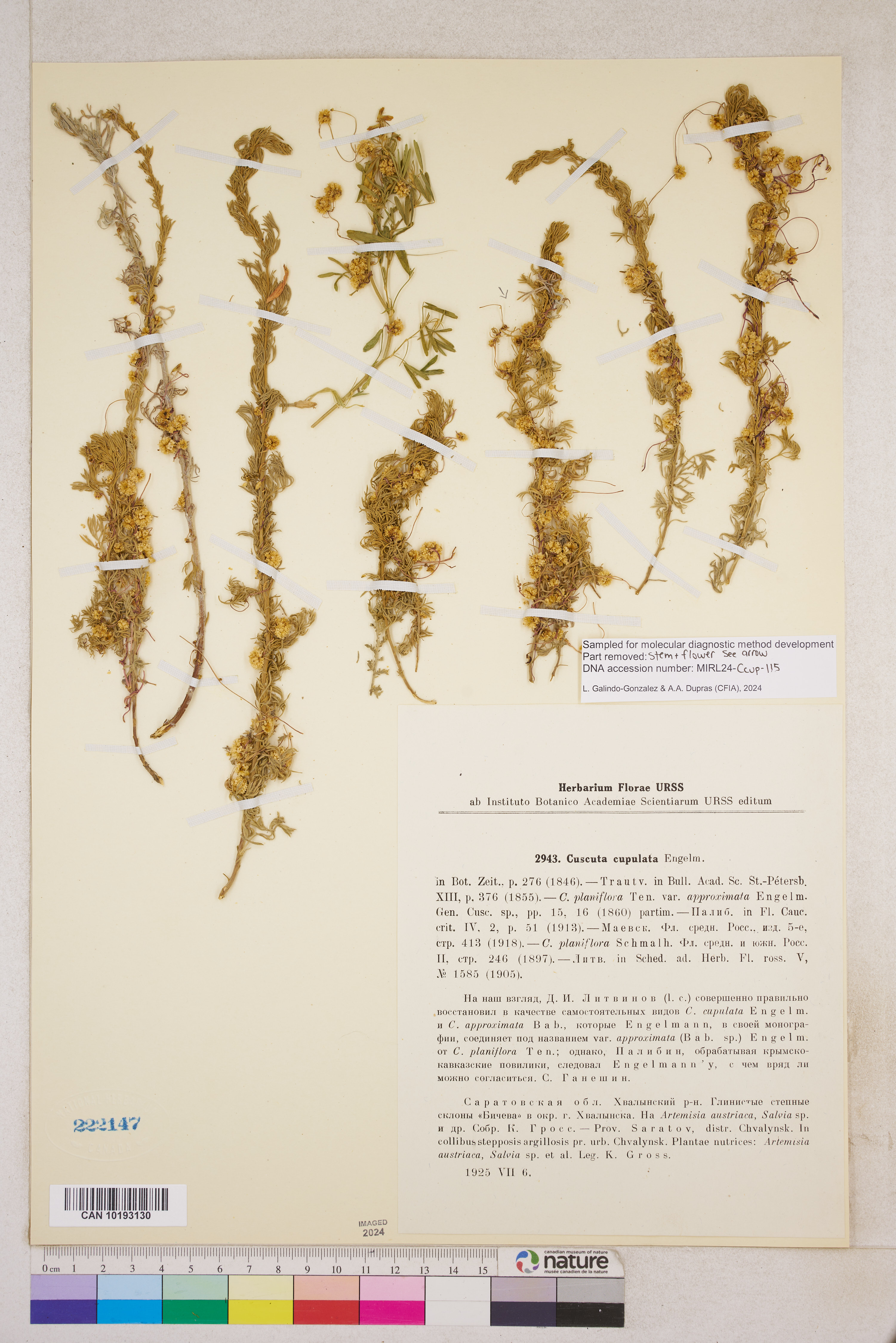 Cuscuta approximata var. approximata image