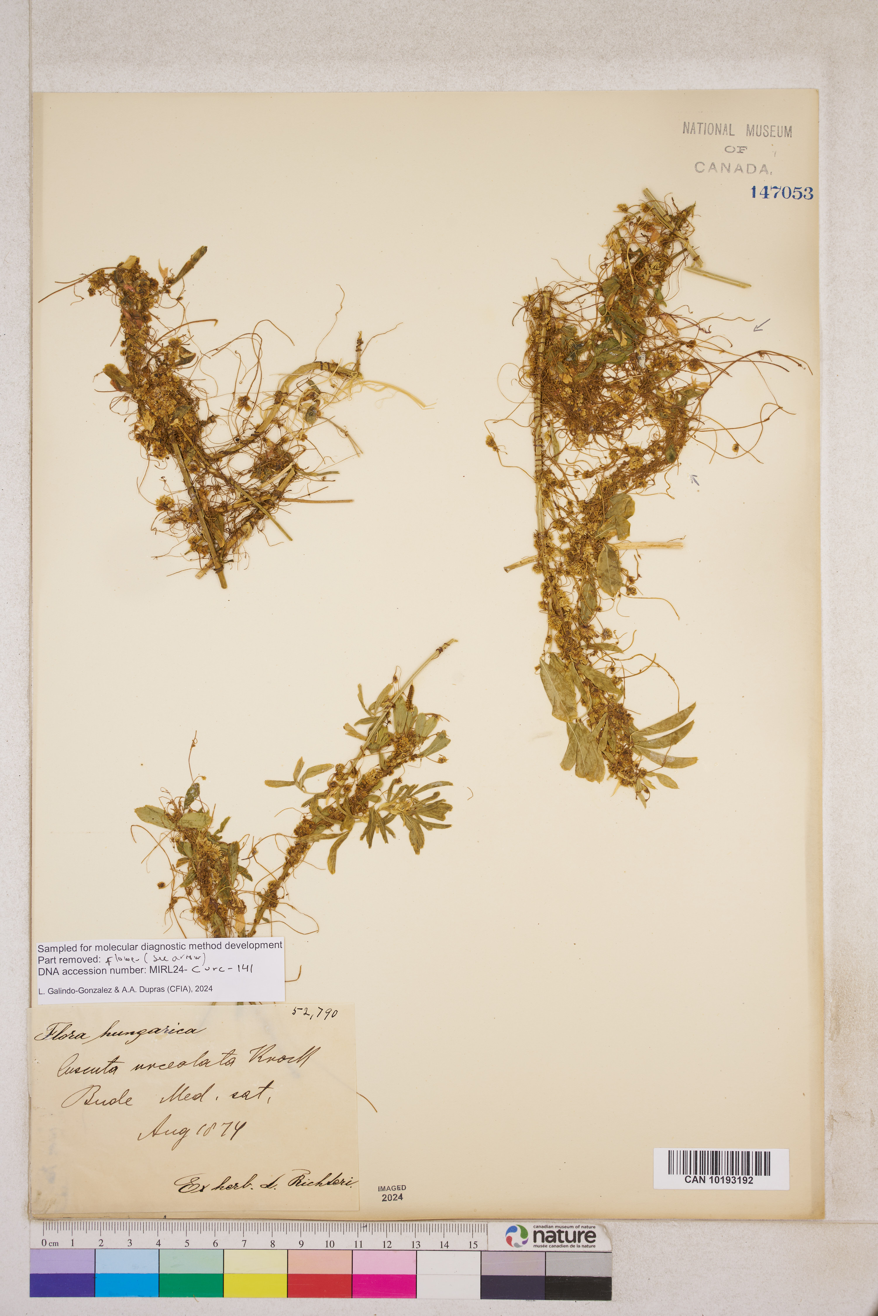 Cuscuta europaea image