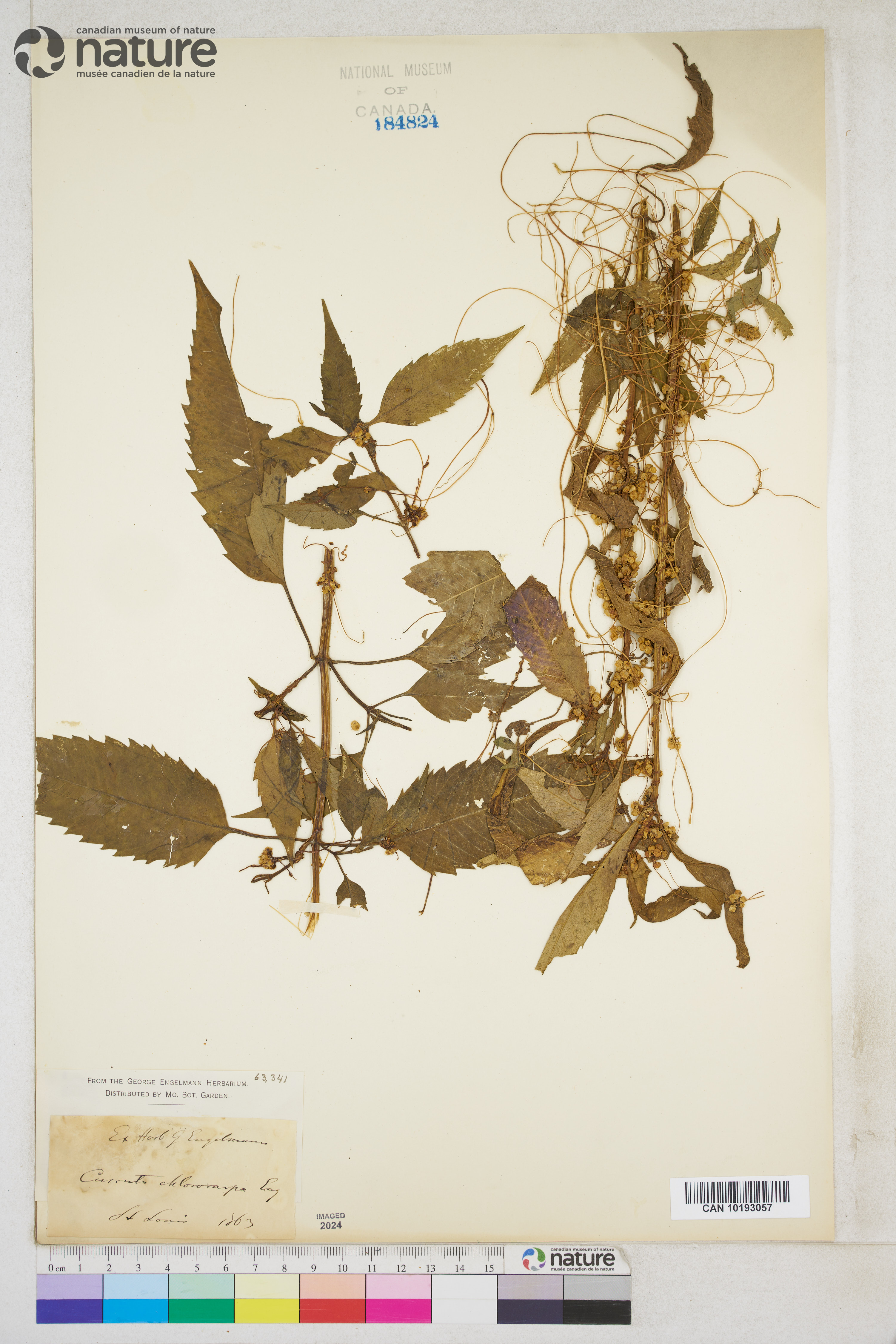 Cuscuta polygonorum image
