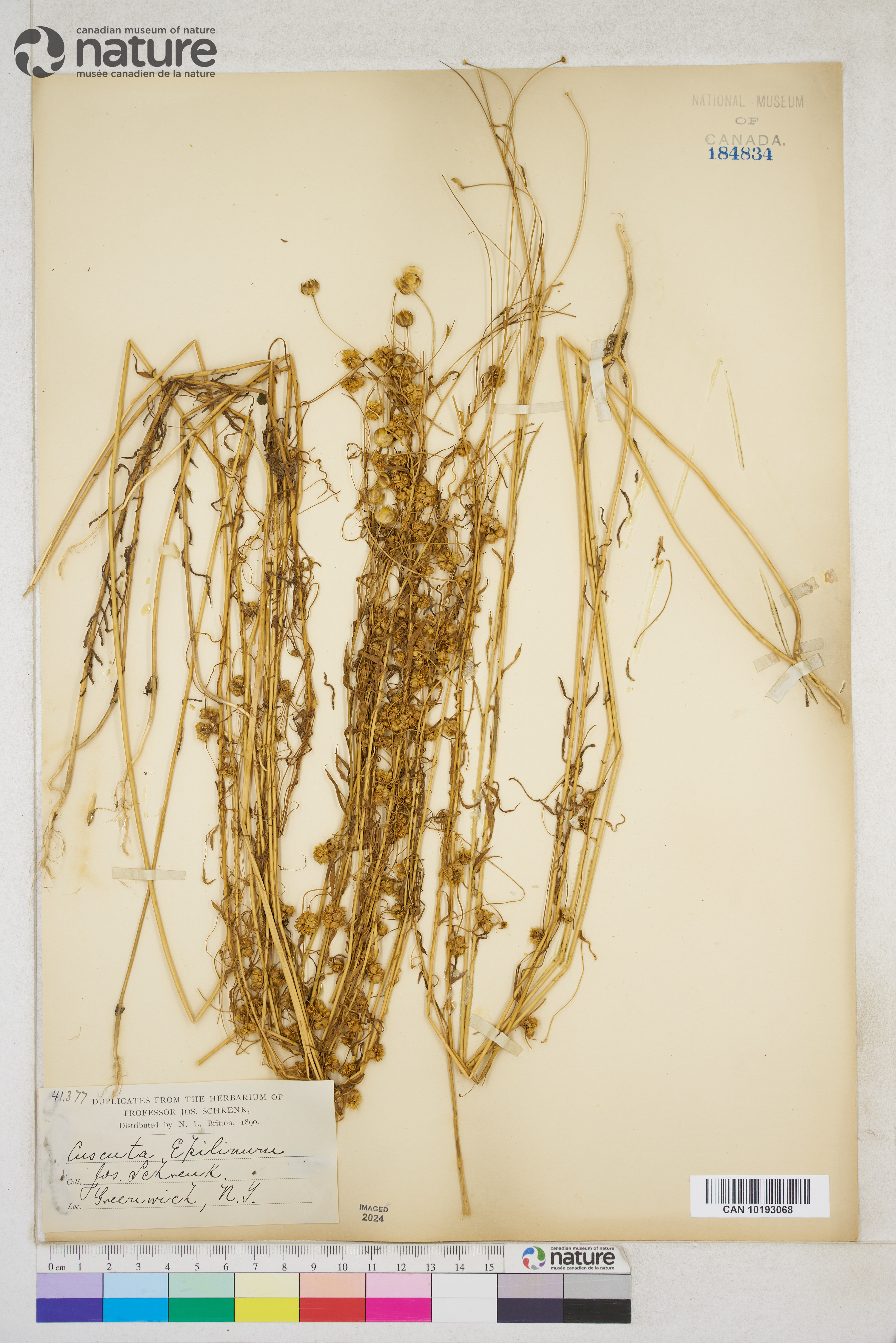 Cuscuta epilinum image