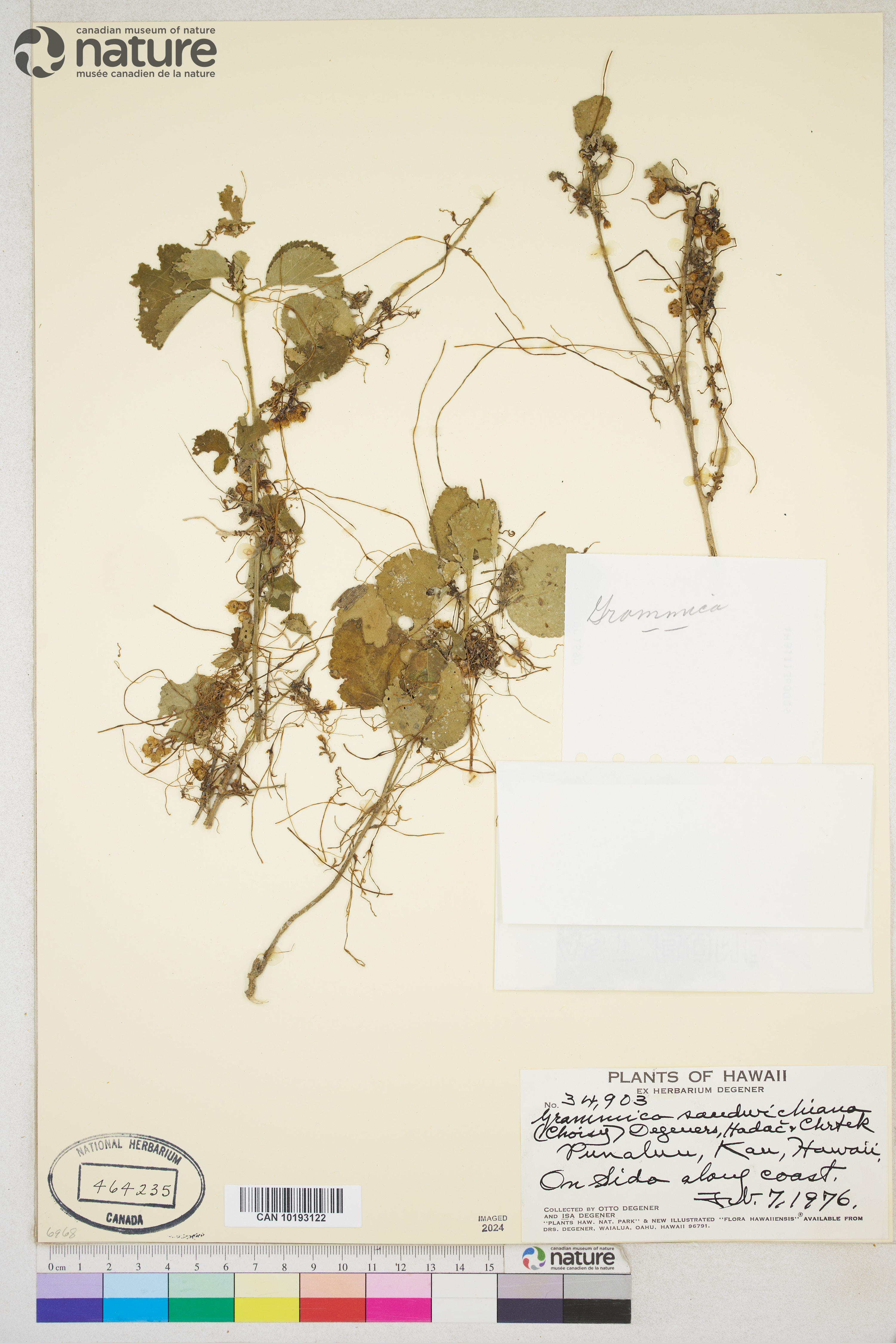 Cuscuta sandwichiana image