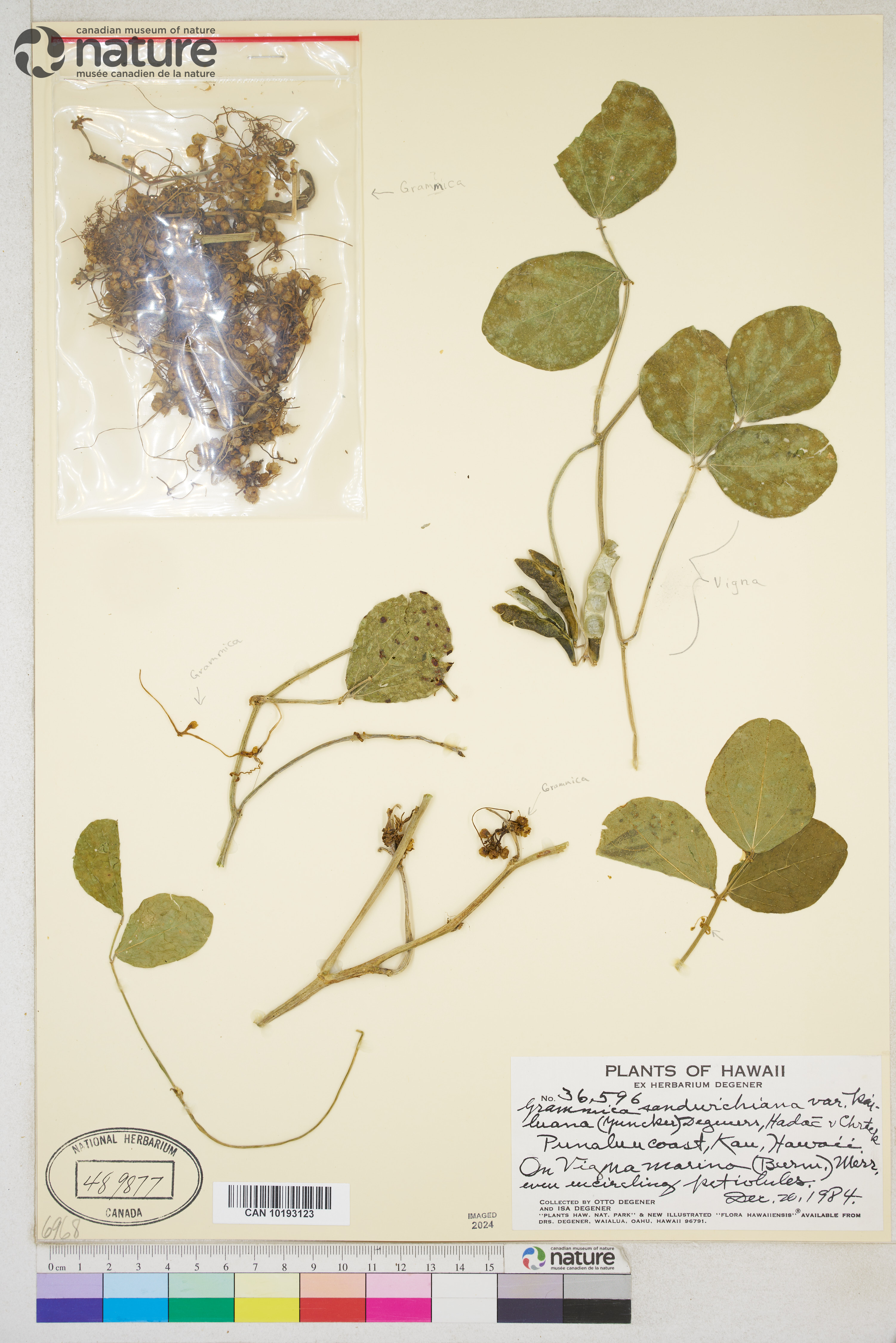 Cuscuta sandwichiana var. kailuana image