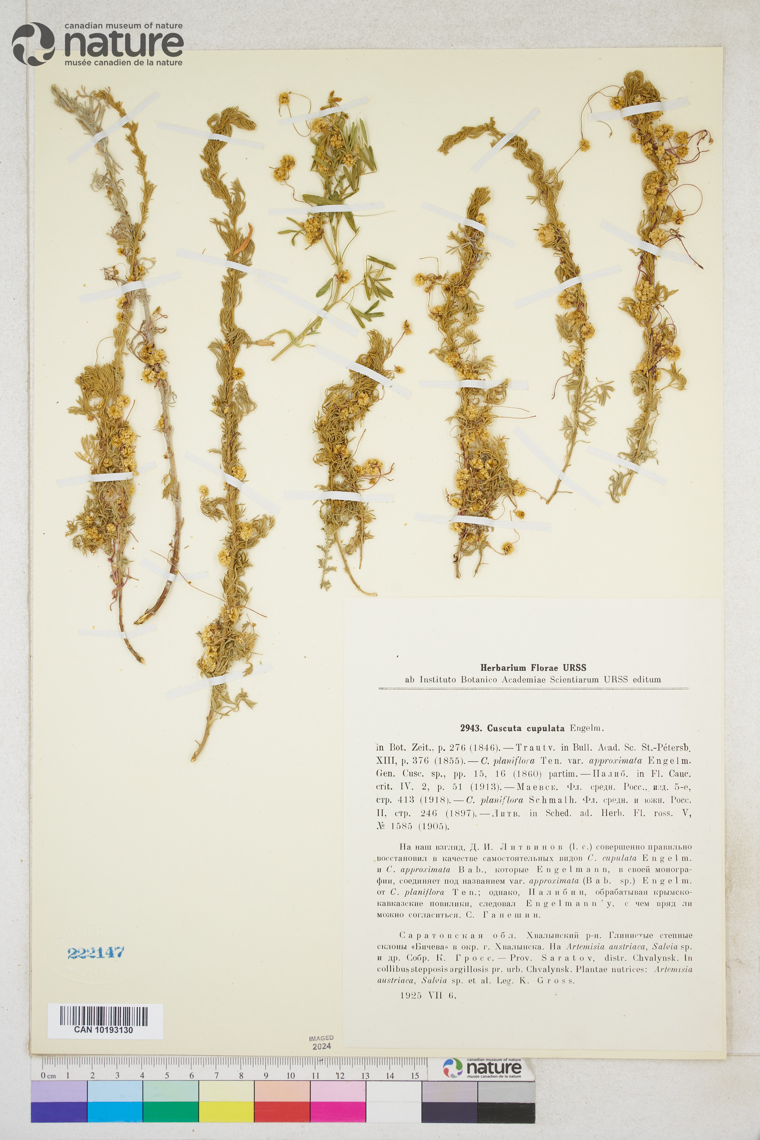 Cuscuta approximata var. approximata image