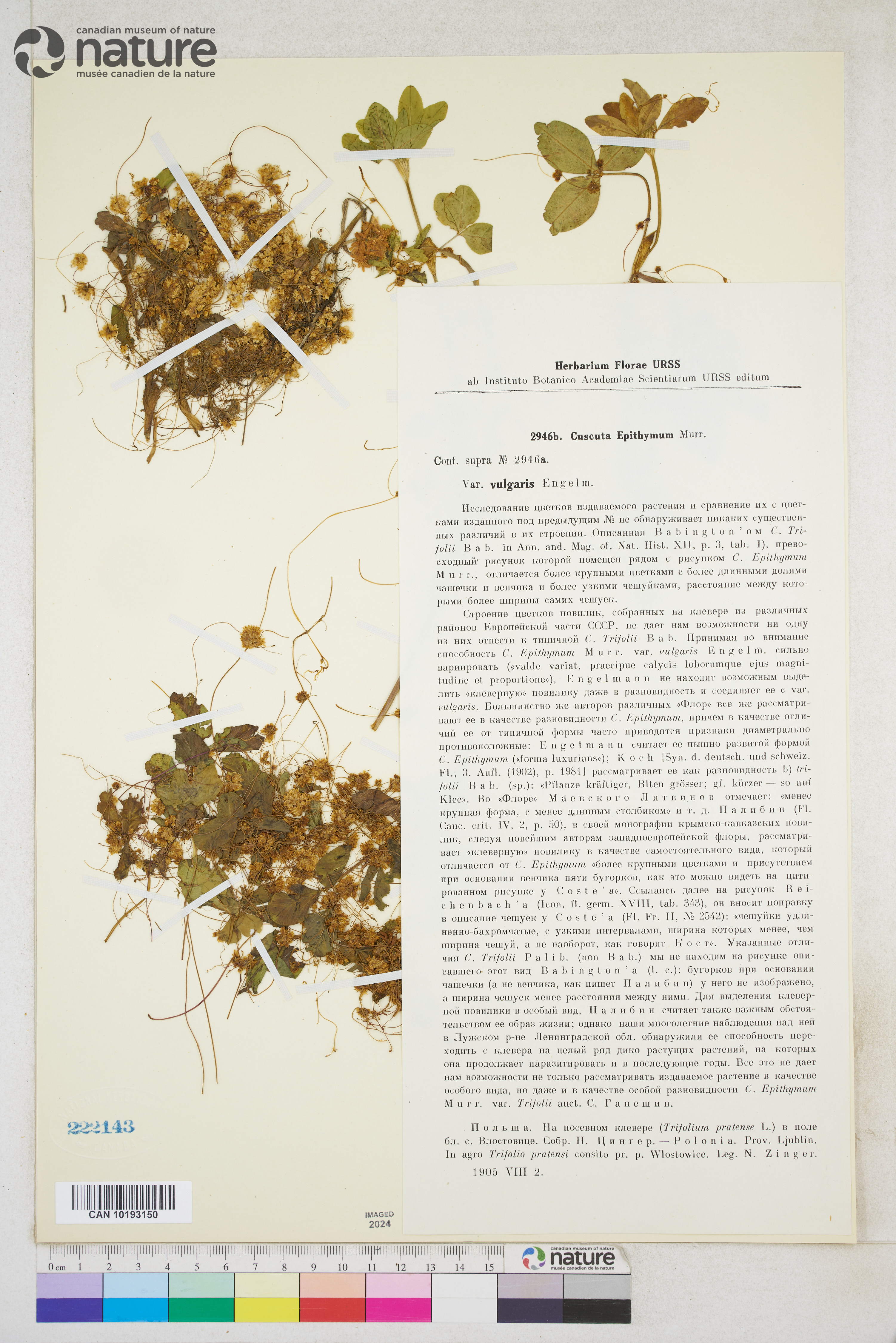 Cuscuta epithymum image