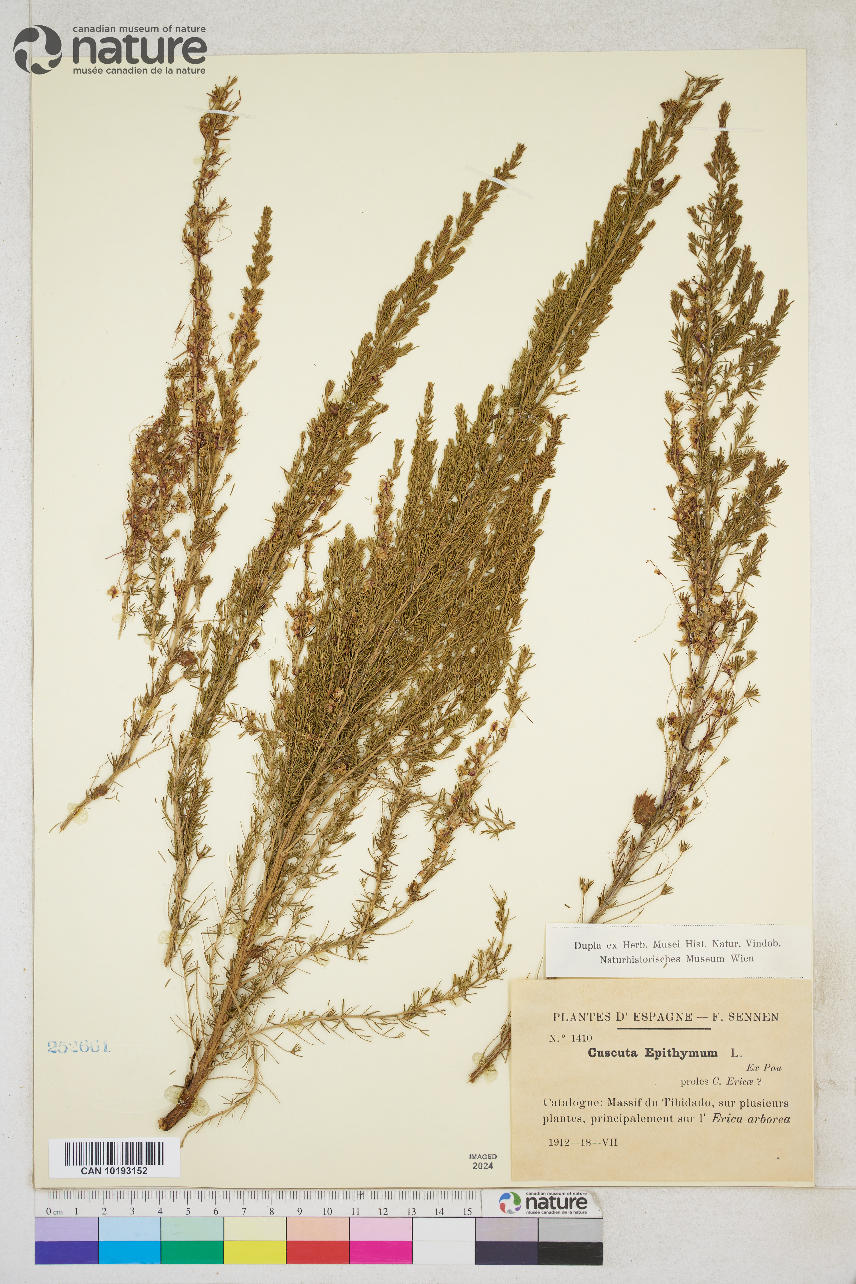 Cuscuta epithymum image