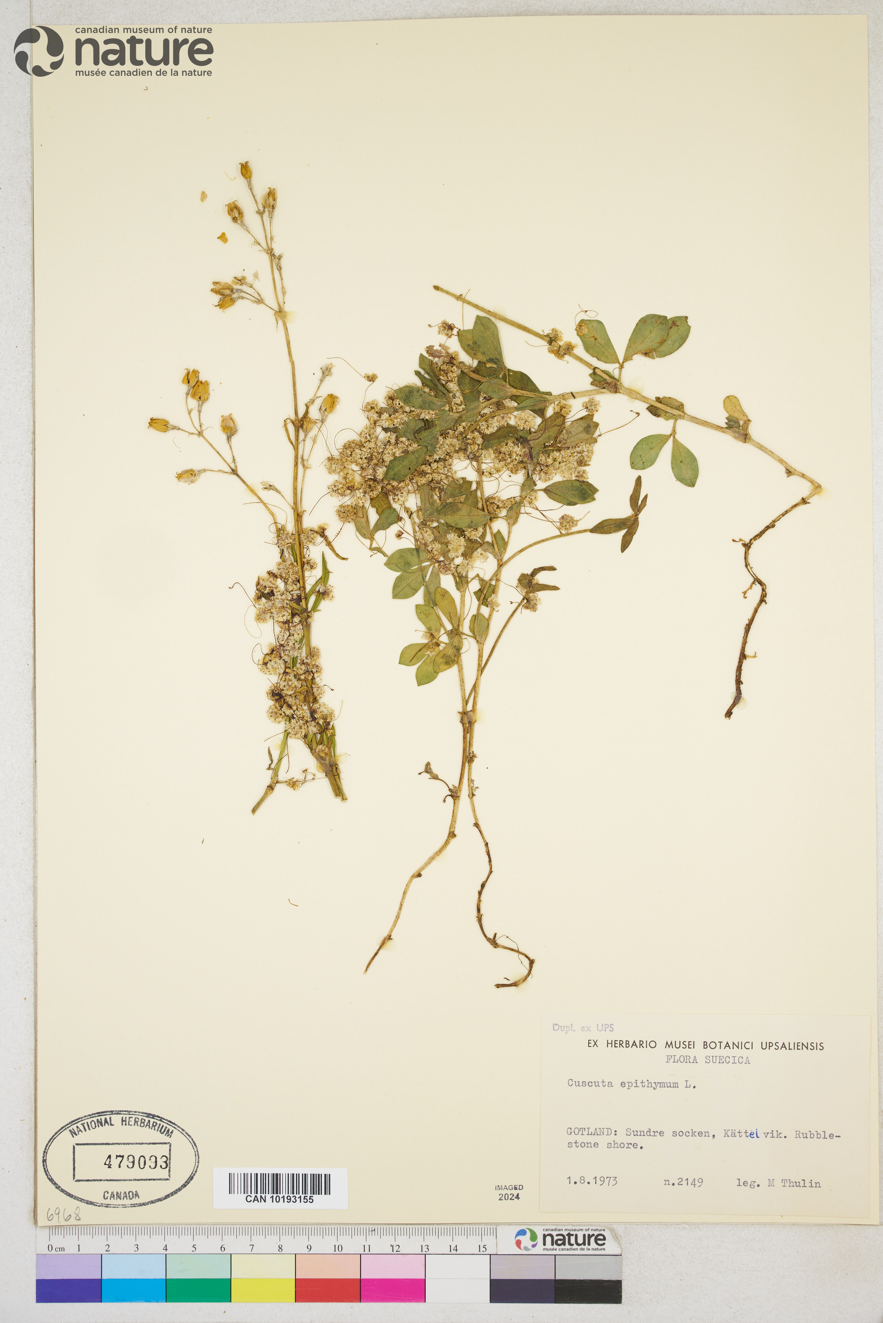 Cuscuta epithymum image