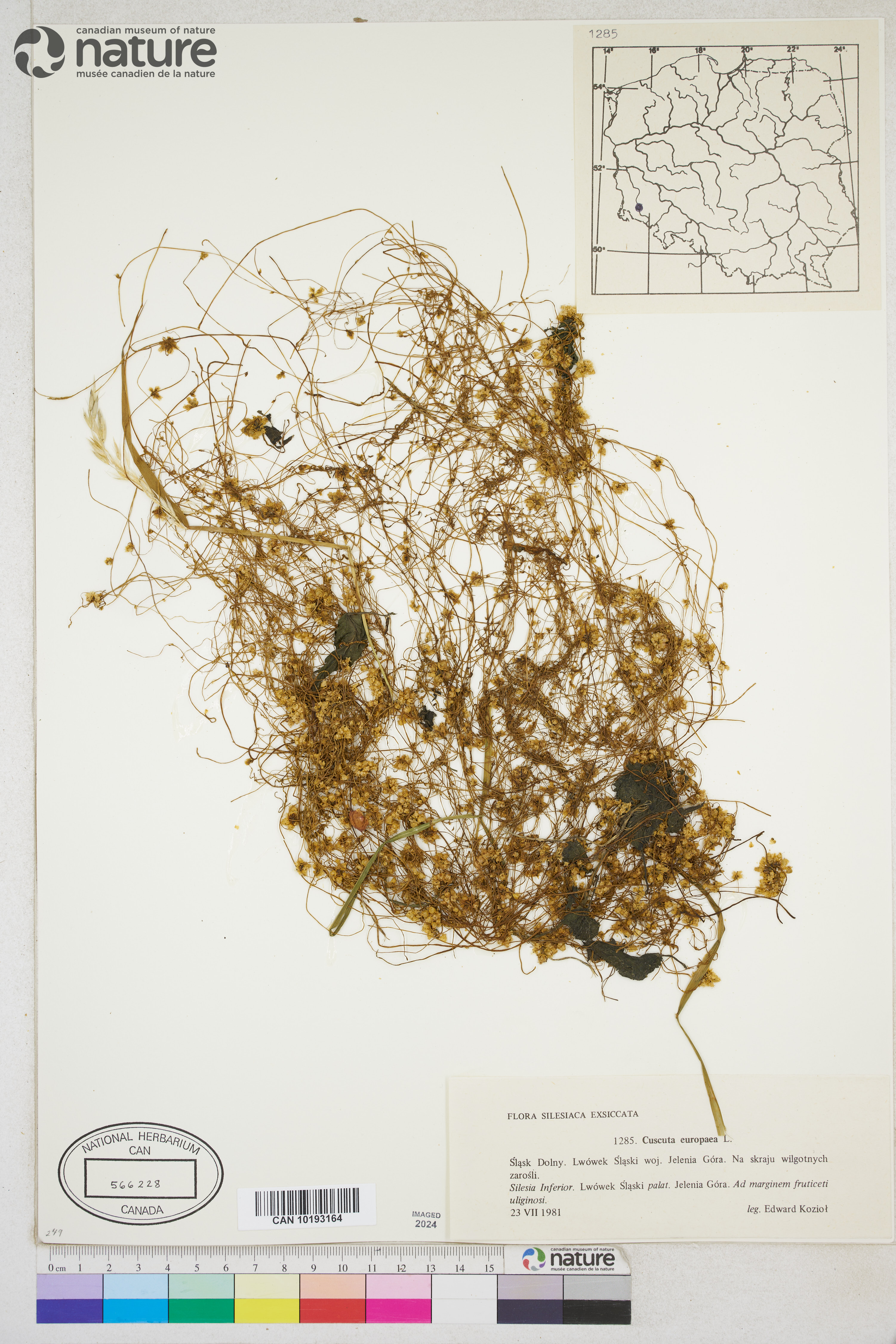 Cuscuta europaea image