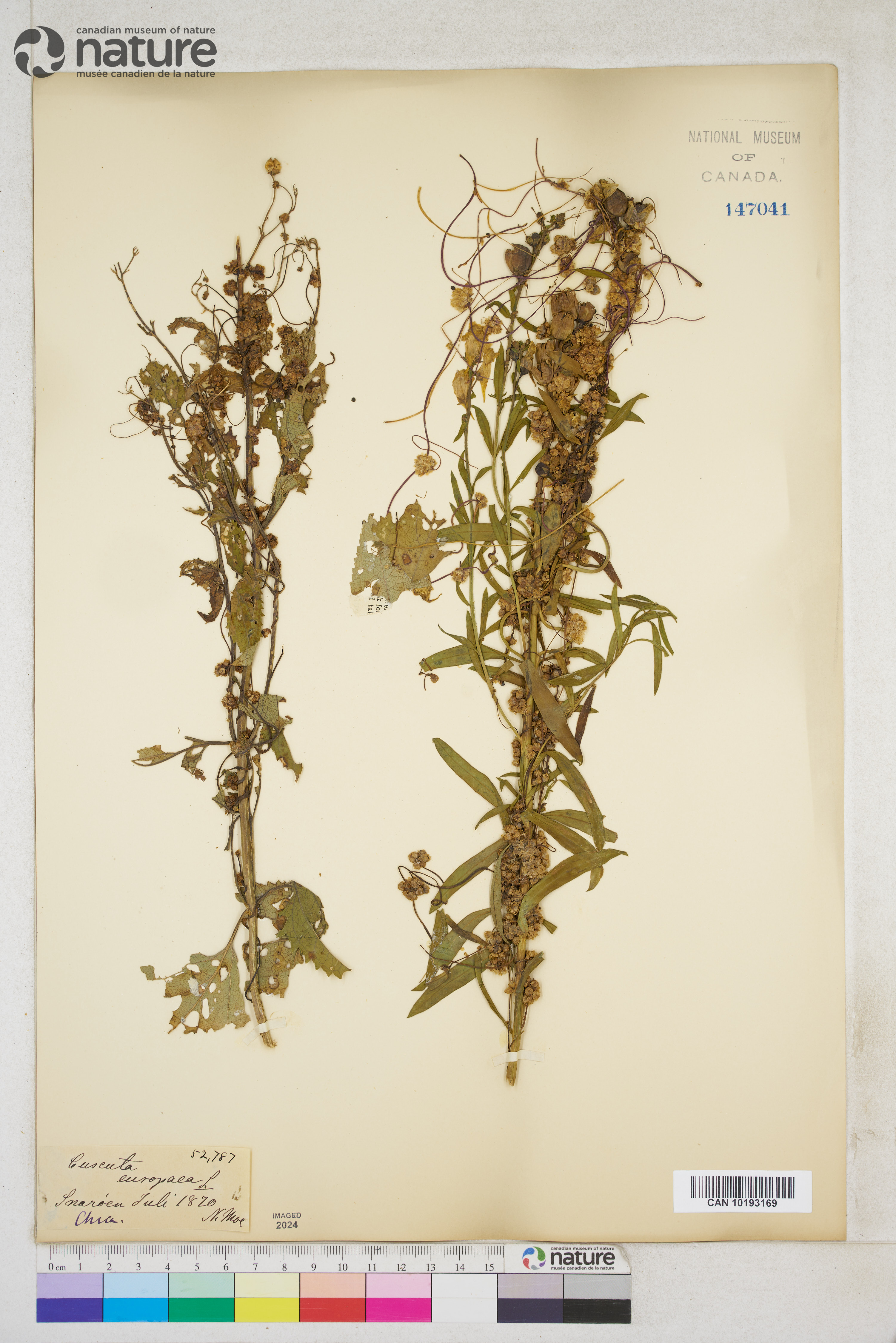 Cuscuta europaea image