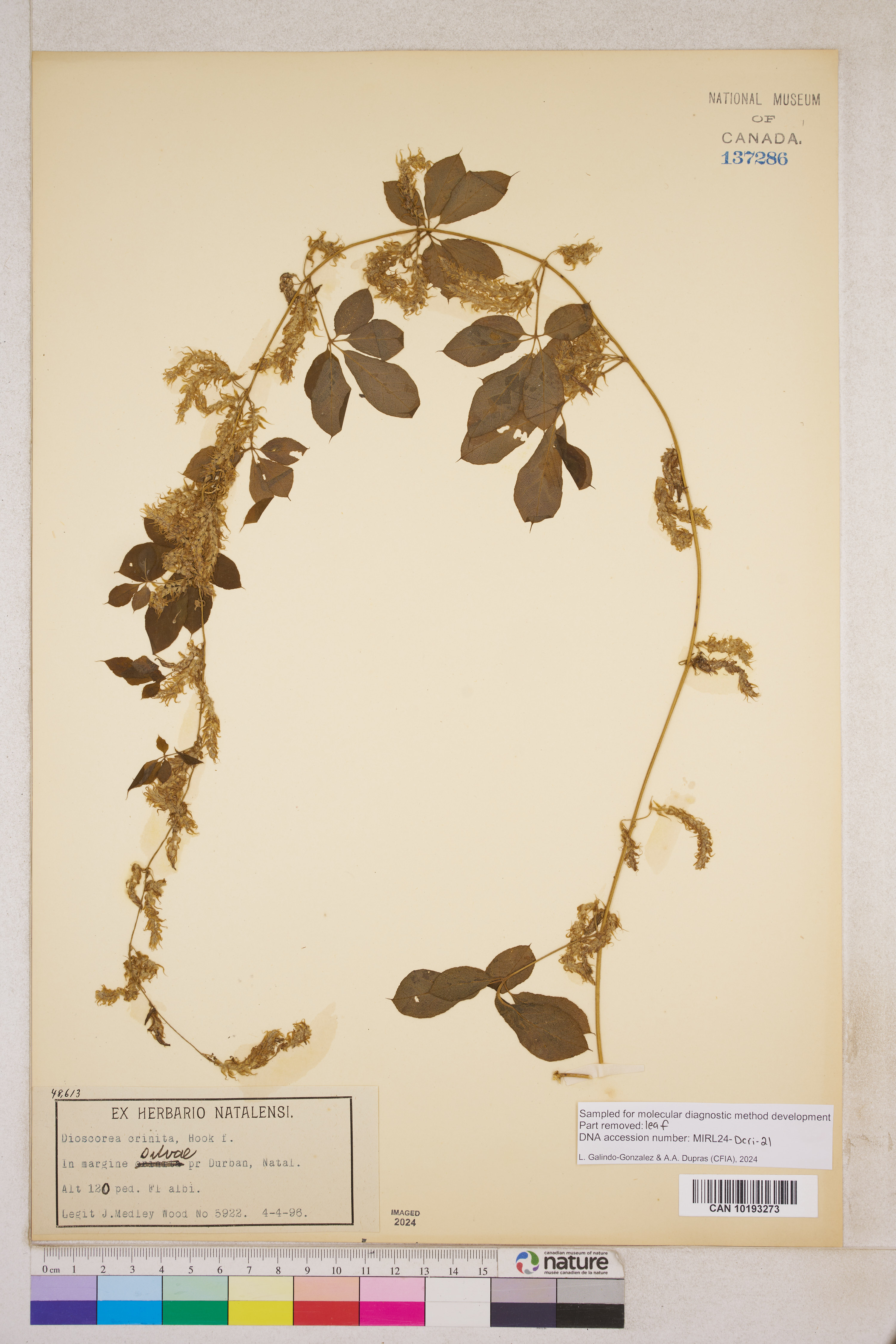 Dioscorea quartiniana image