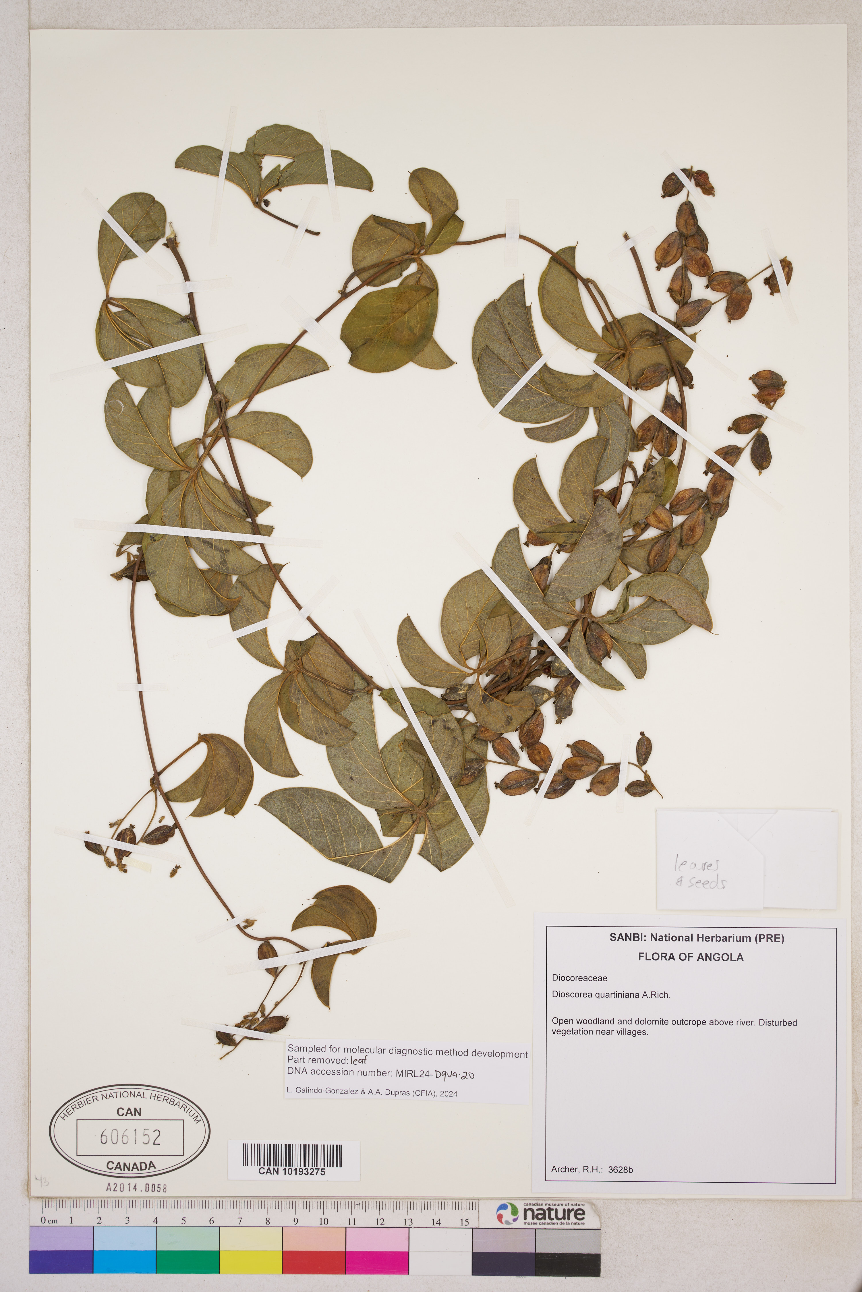 Dioscorea quartiniana image