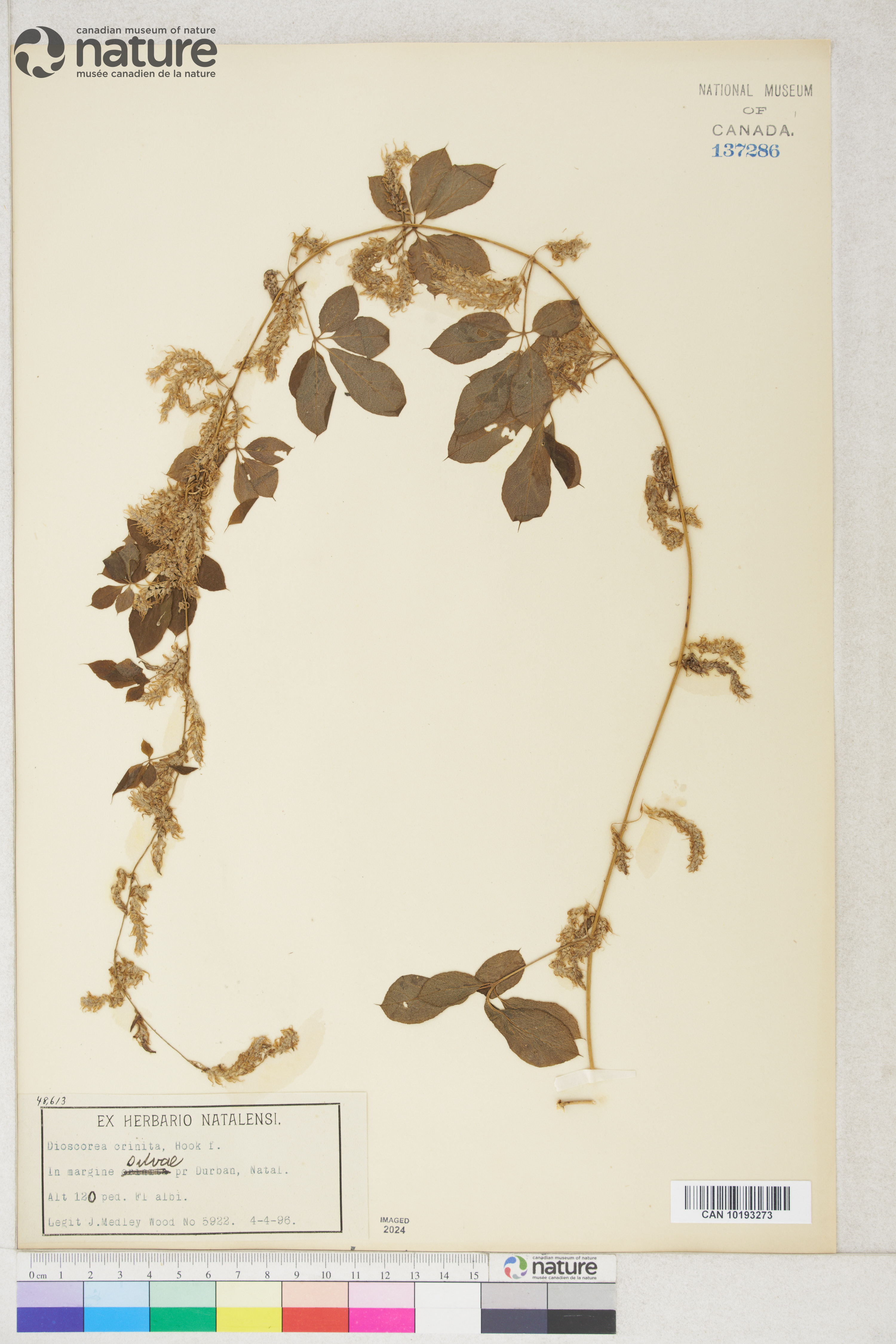 Dioscorea quartiniana image