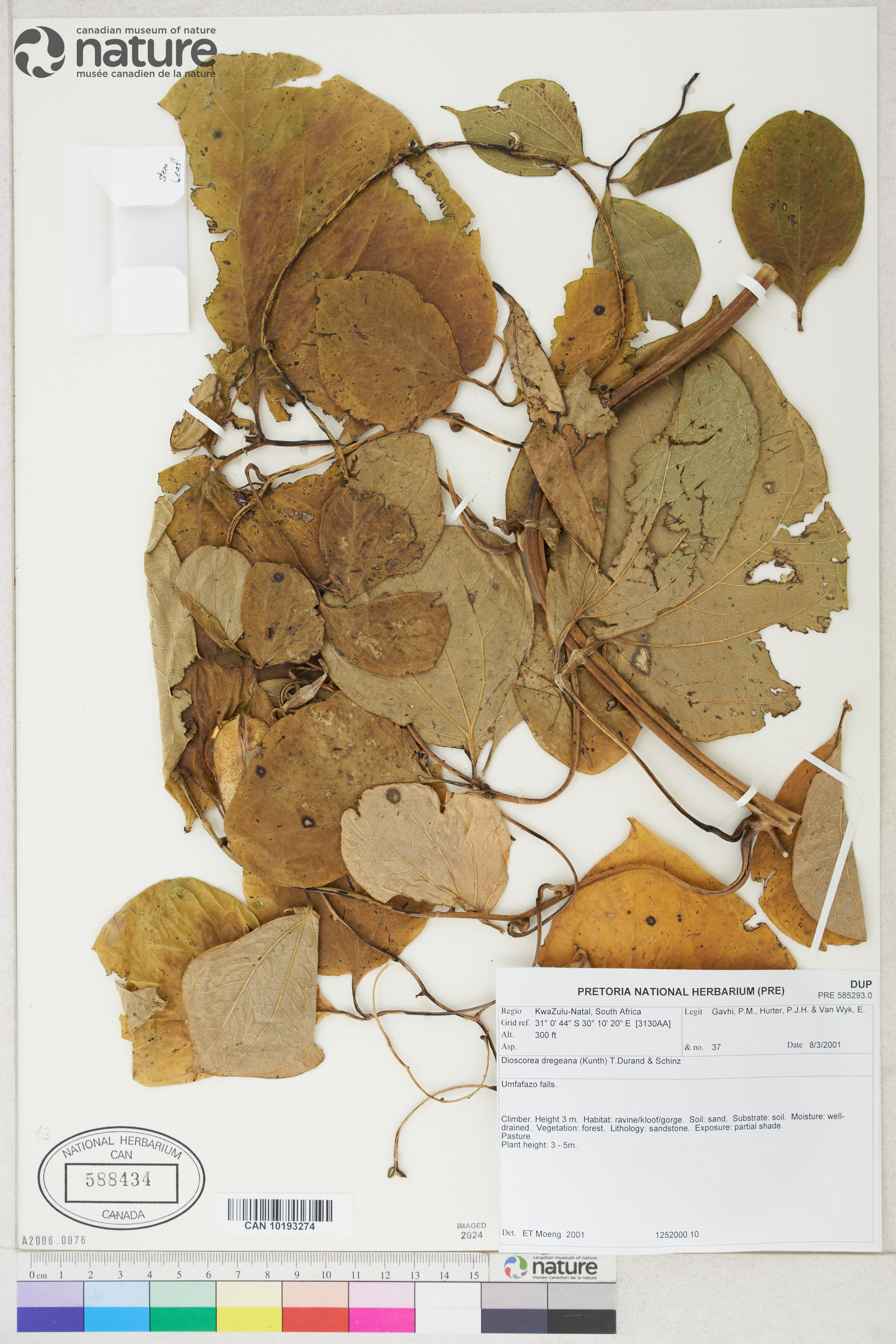 Dioscorea dregeana image