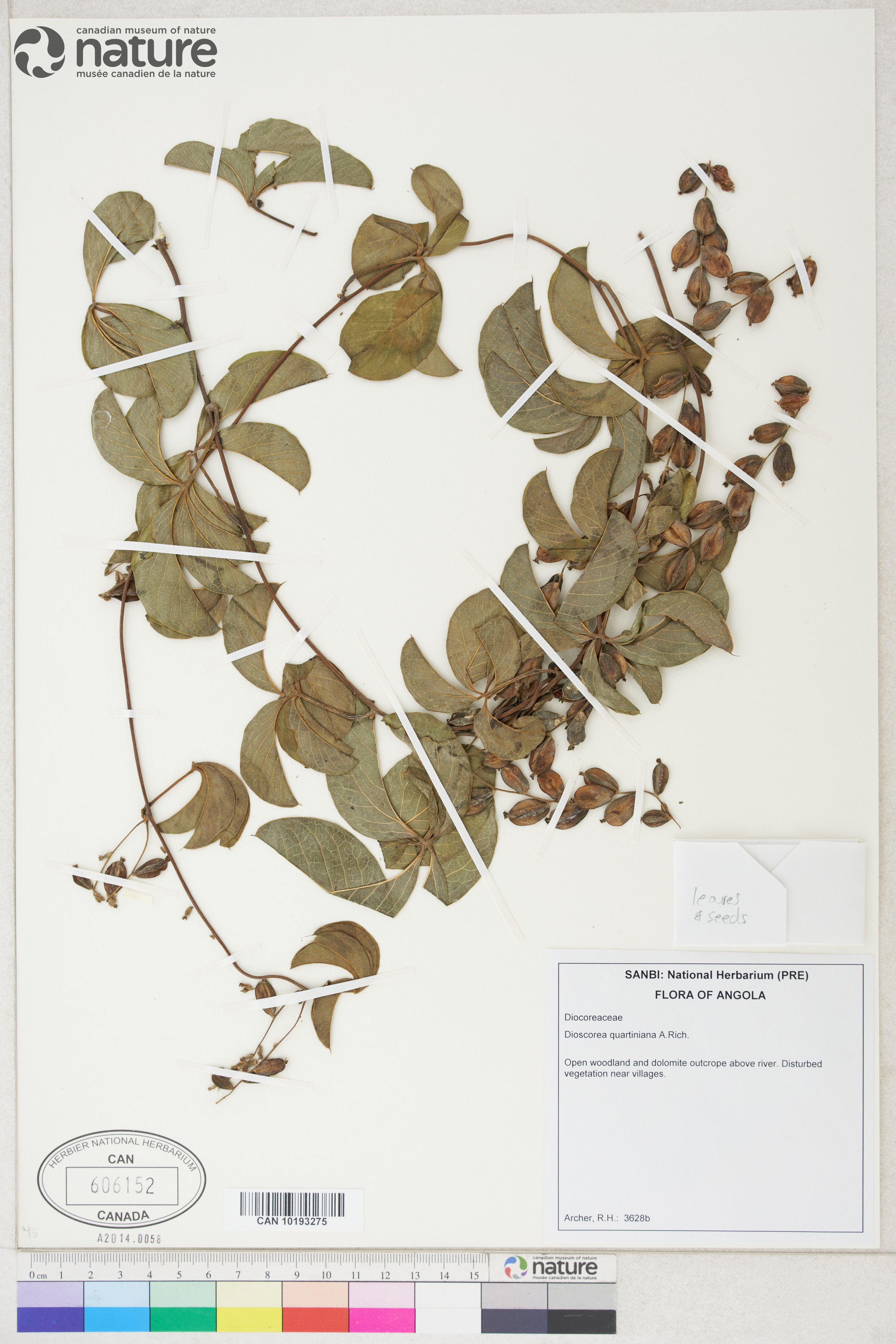 Dioscorea quartiniana image