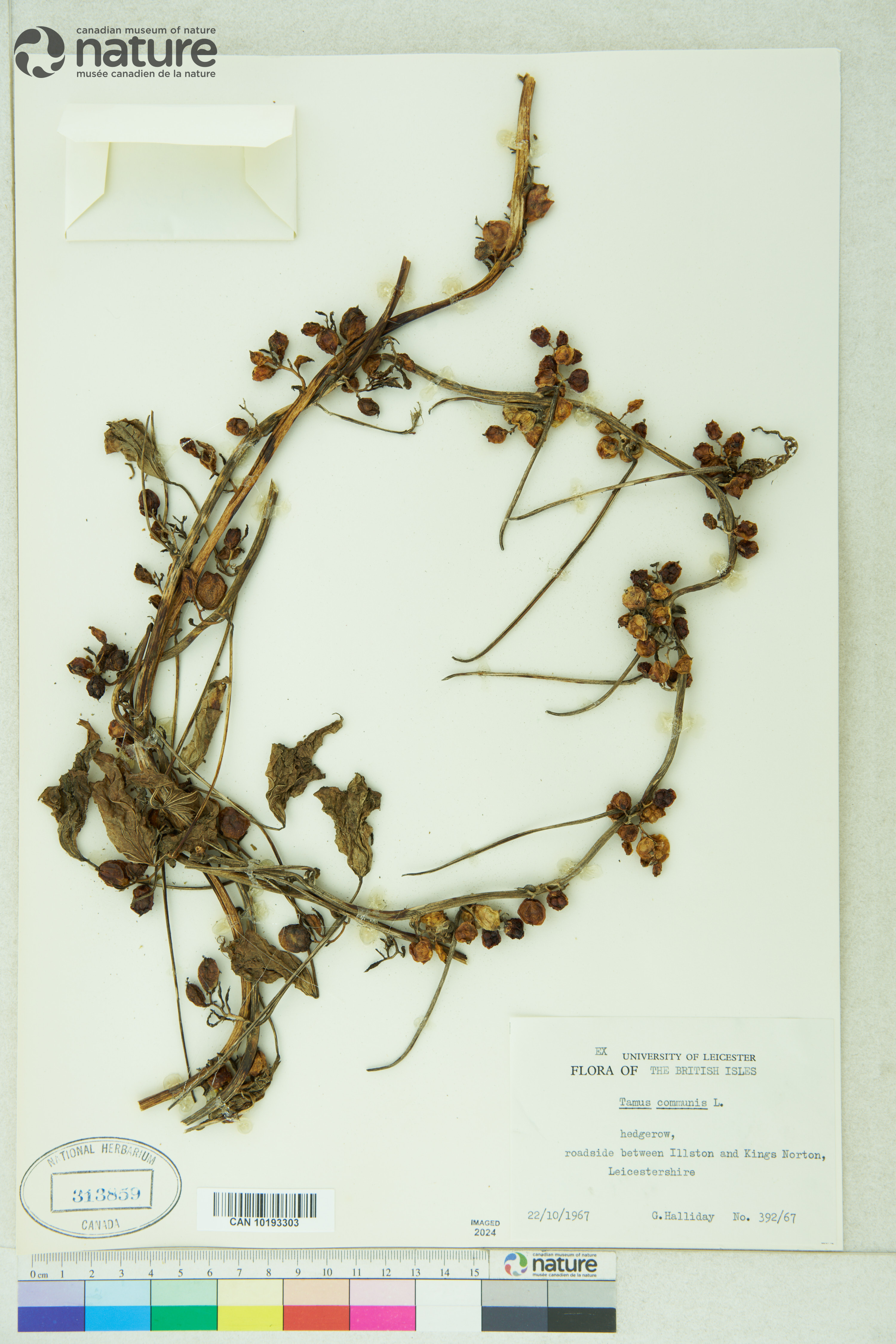 Dioscorea communis image