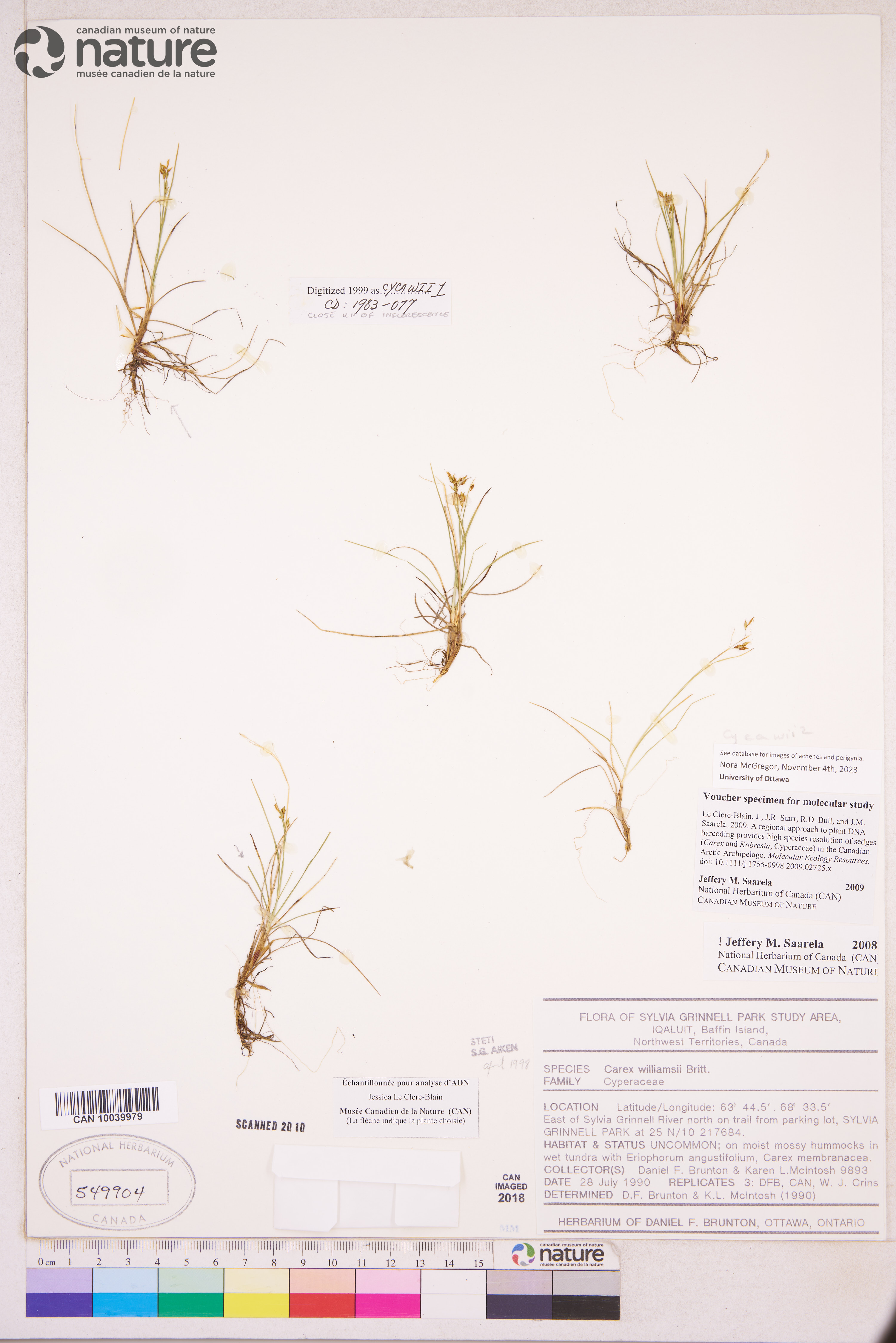 Carex williamsii image