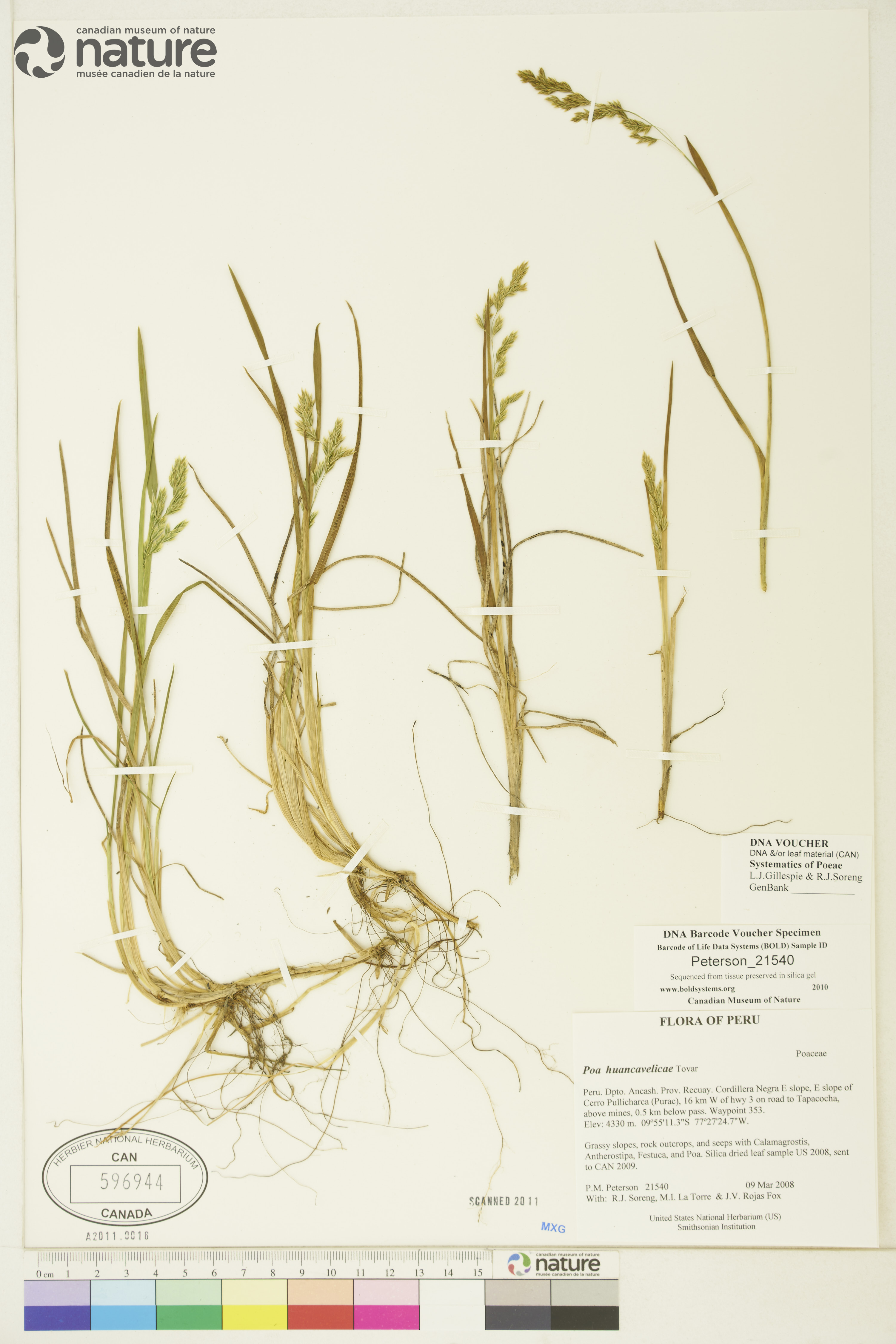 Poa hylobates image