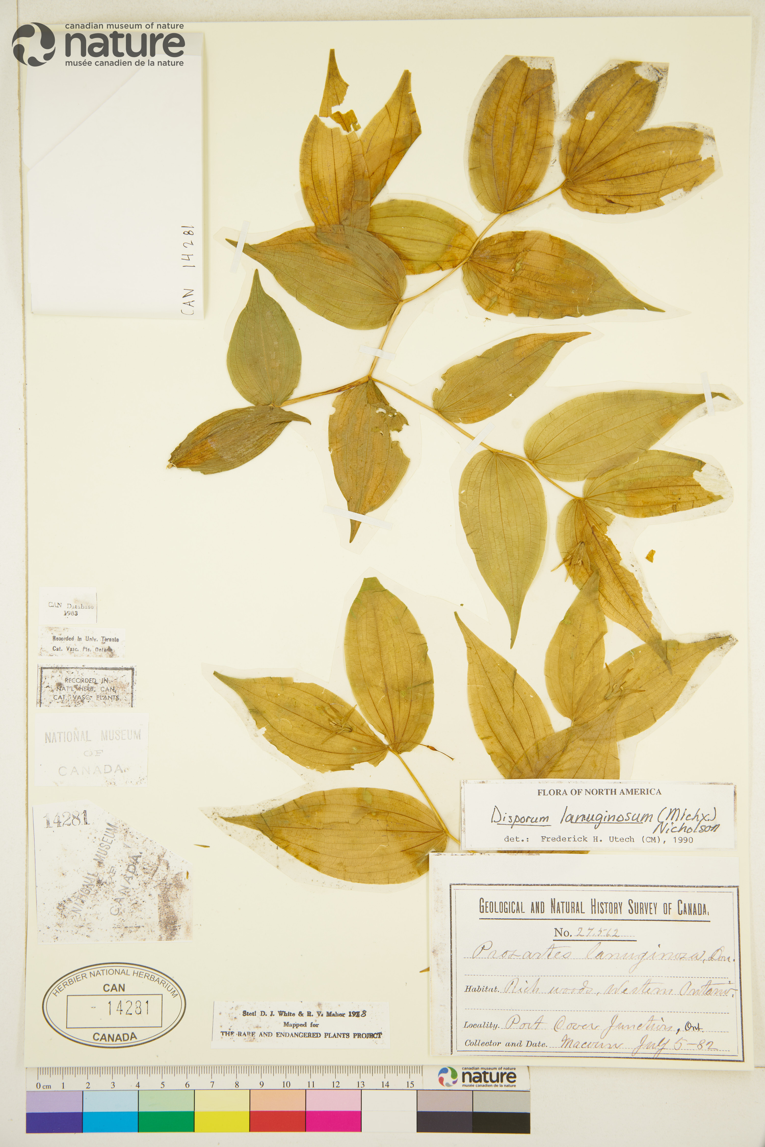 Disporum lanuginosum image