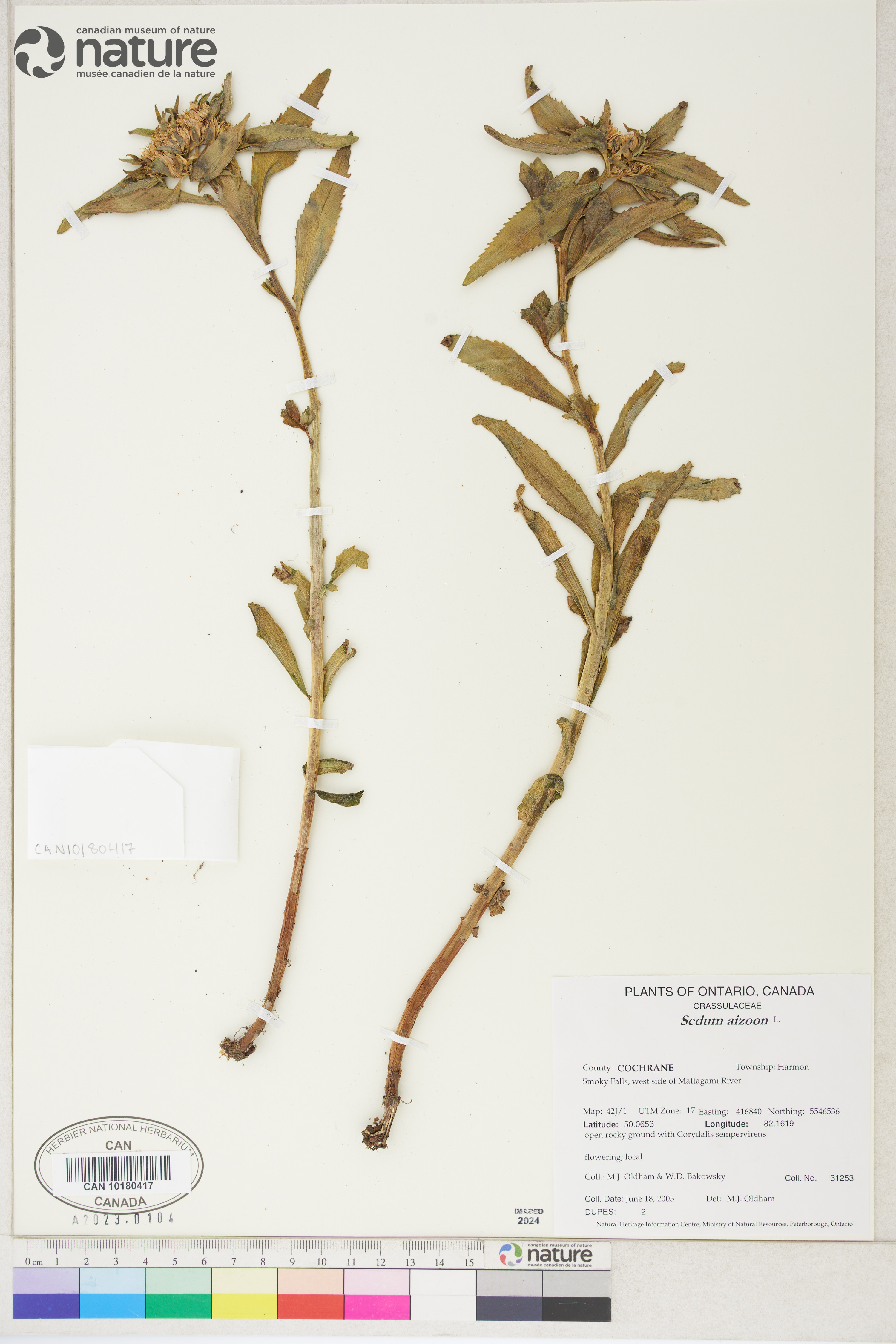 Phedimus aizoon image