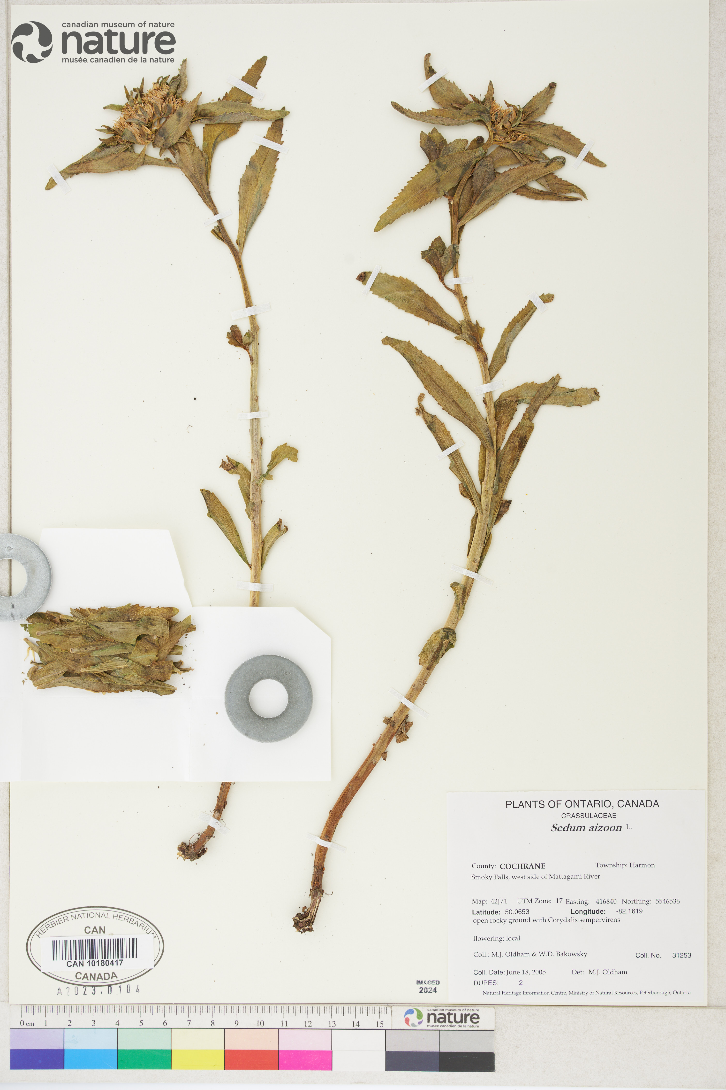 Phedimus aizoon image