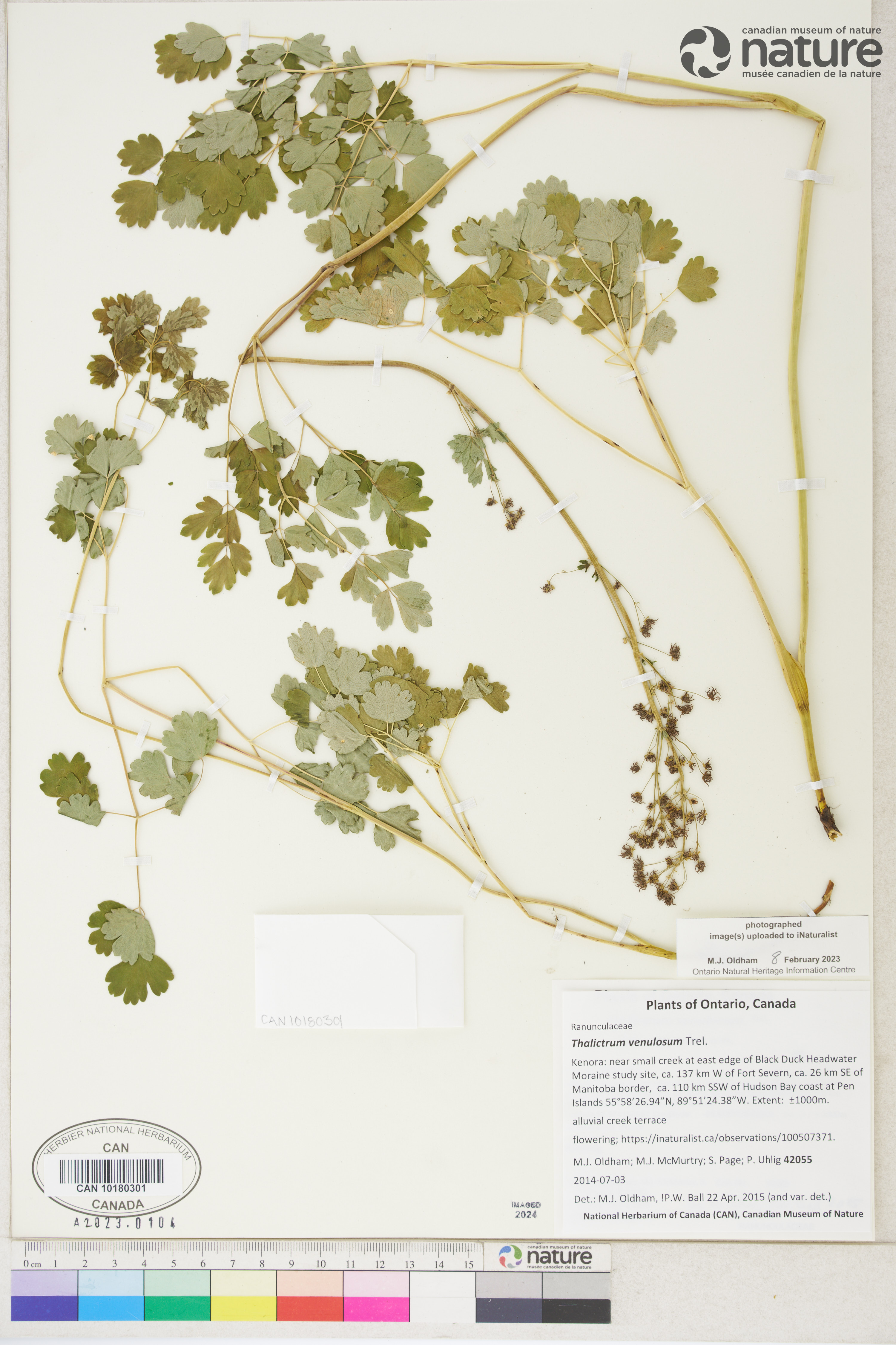 Thalictrum venulosum image