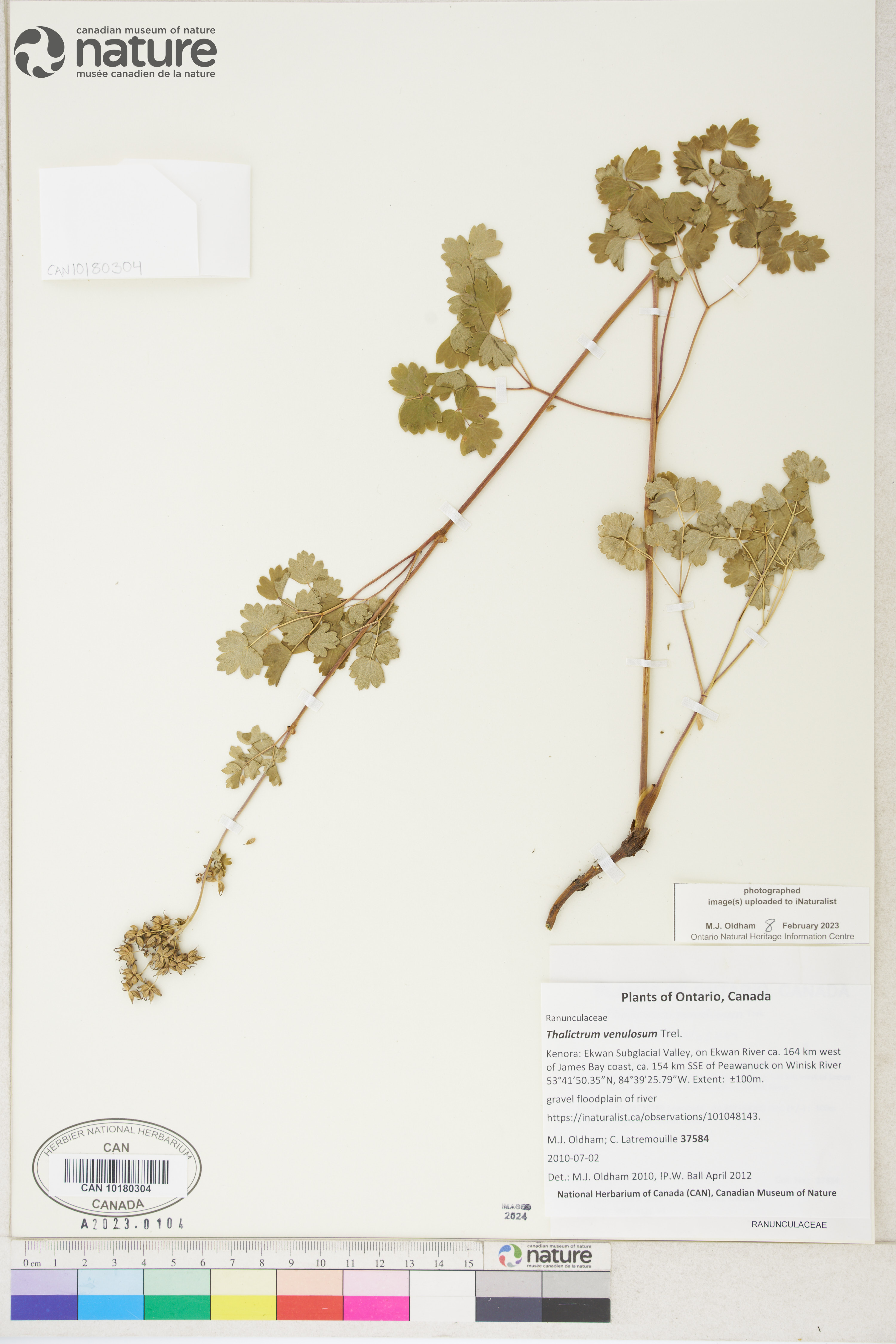 Thalictrum venulosum image