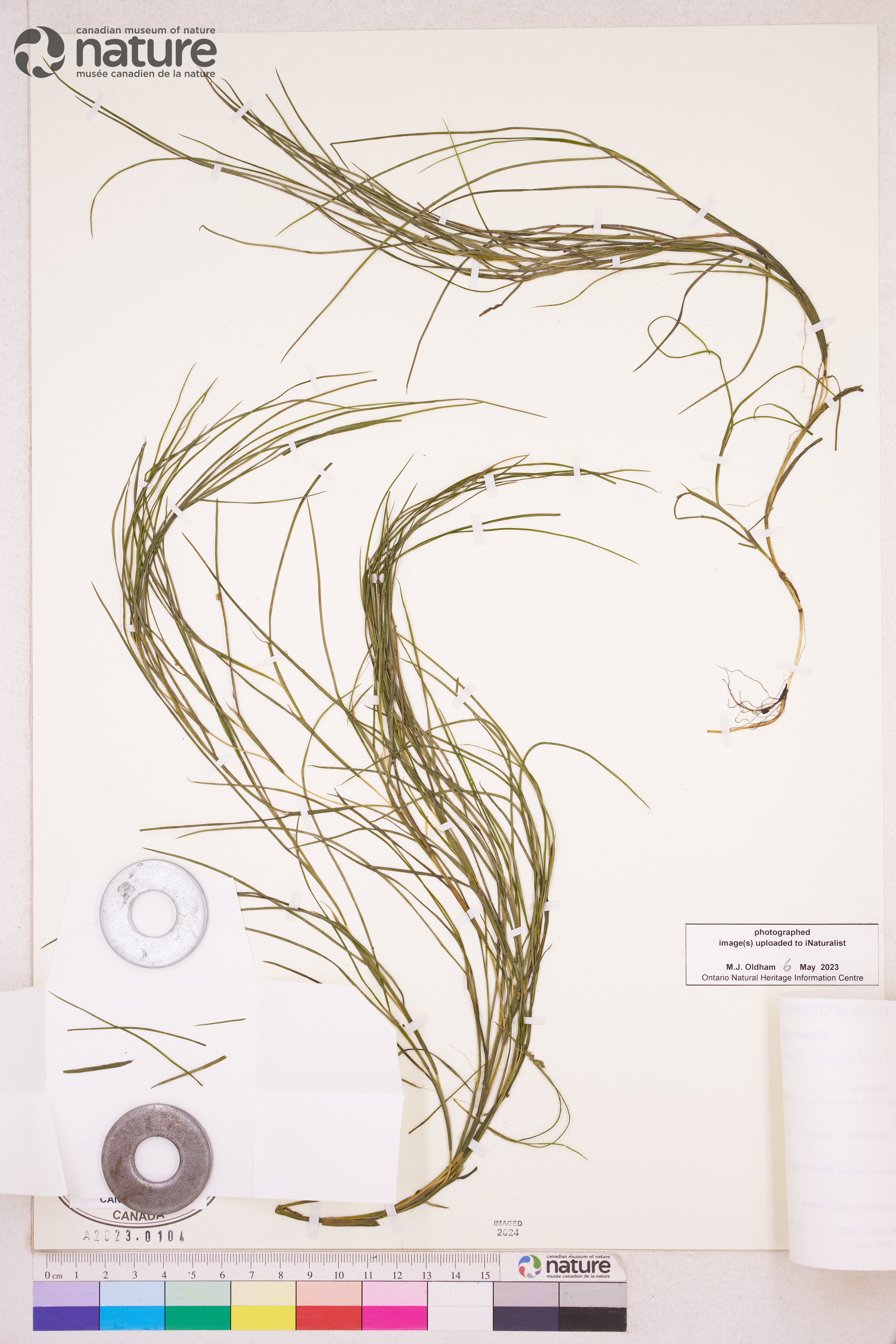 Stuckenia vaginata image