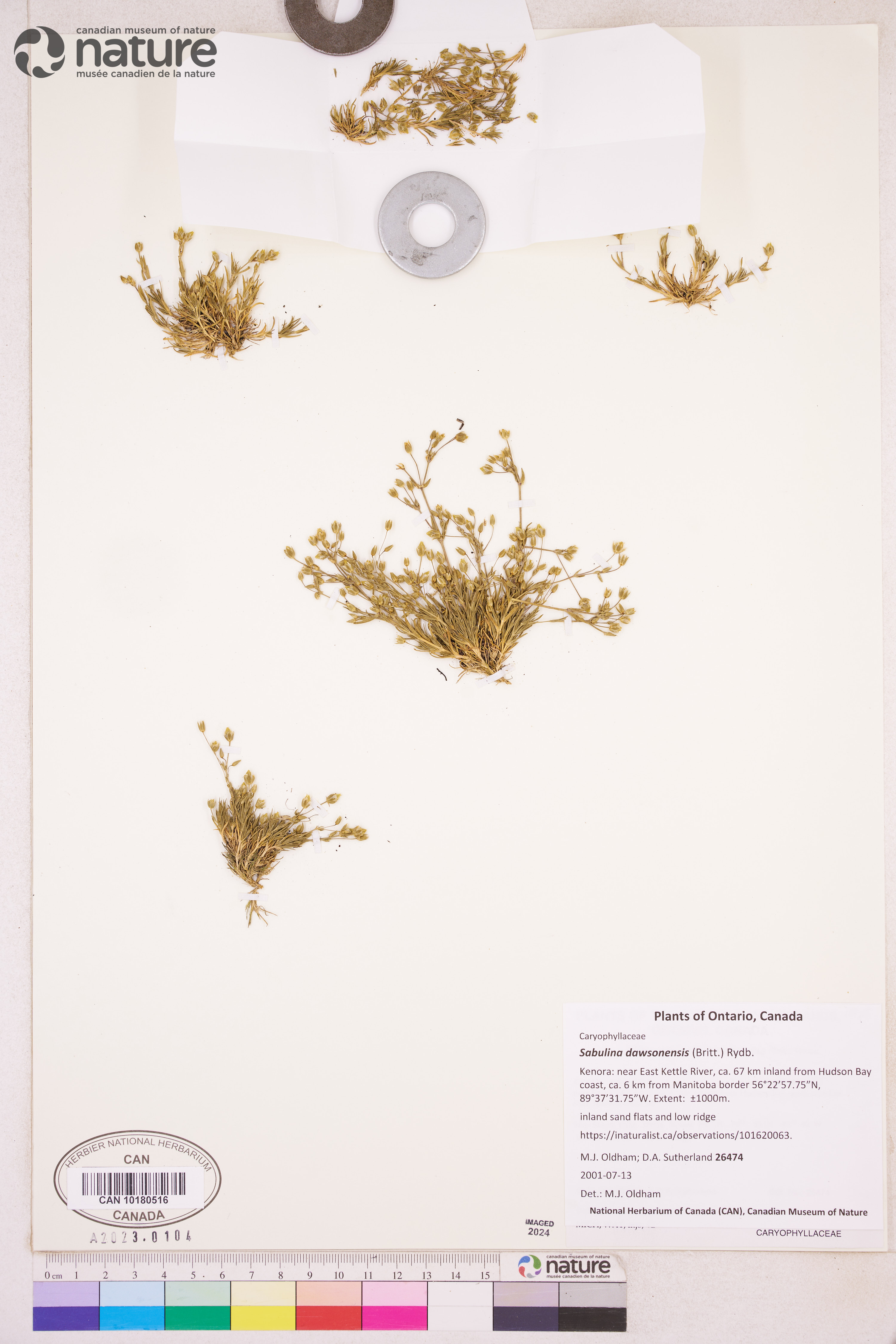 Sabulina dawsonensis image