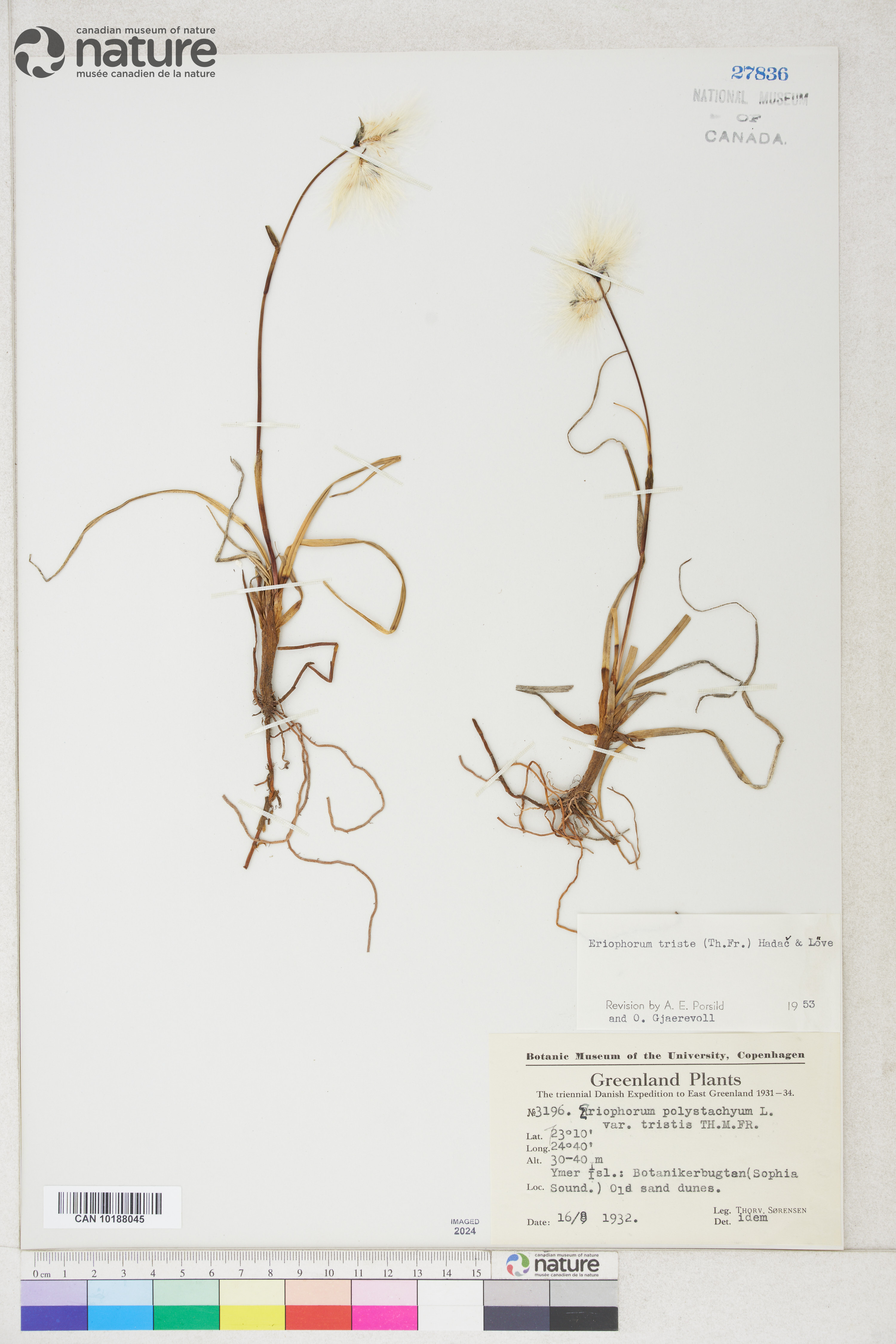 Eriophorum triste image