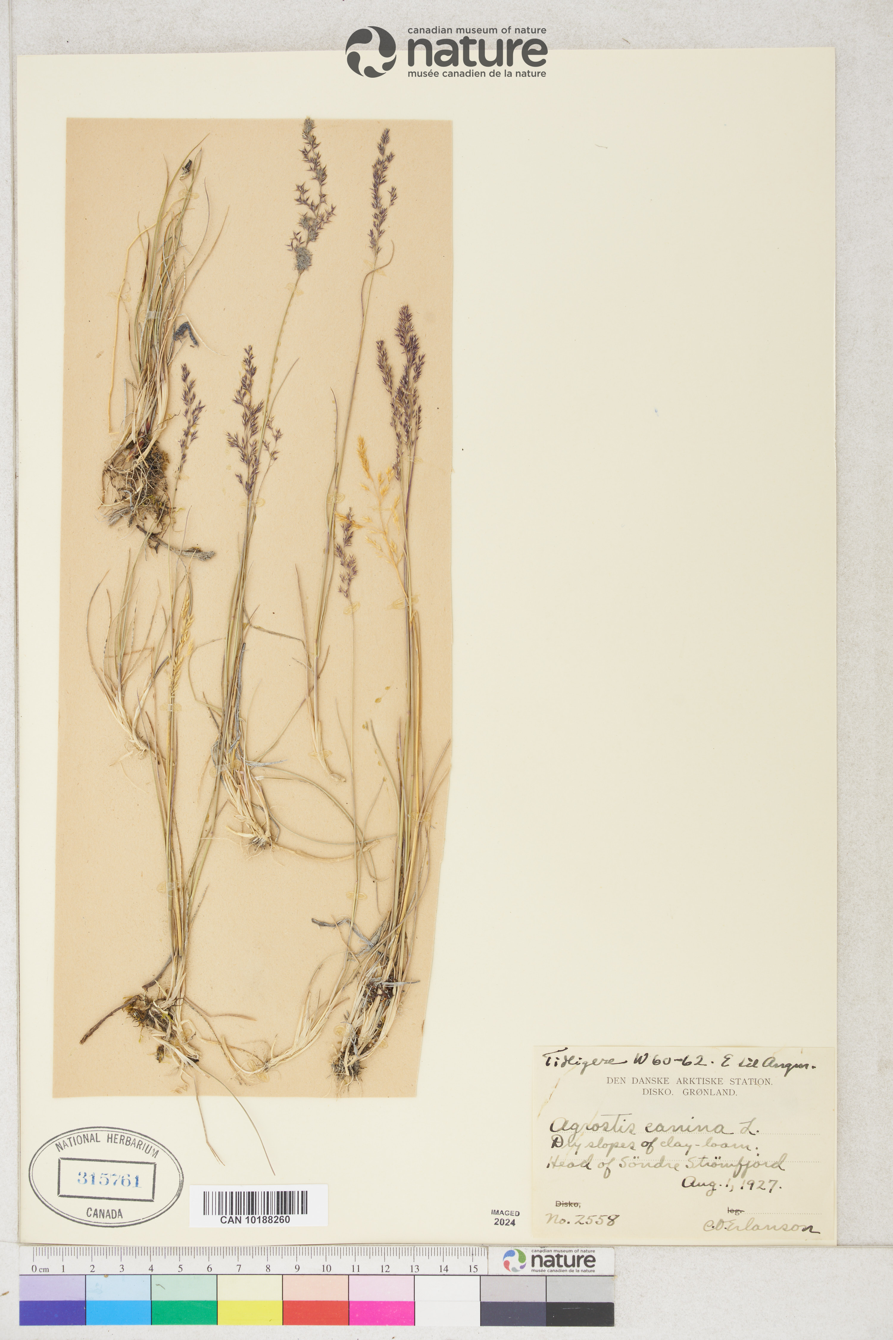 Agrostis canina image