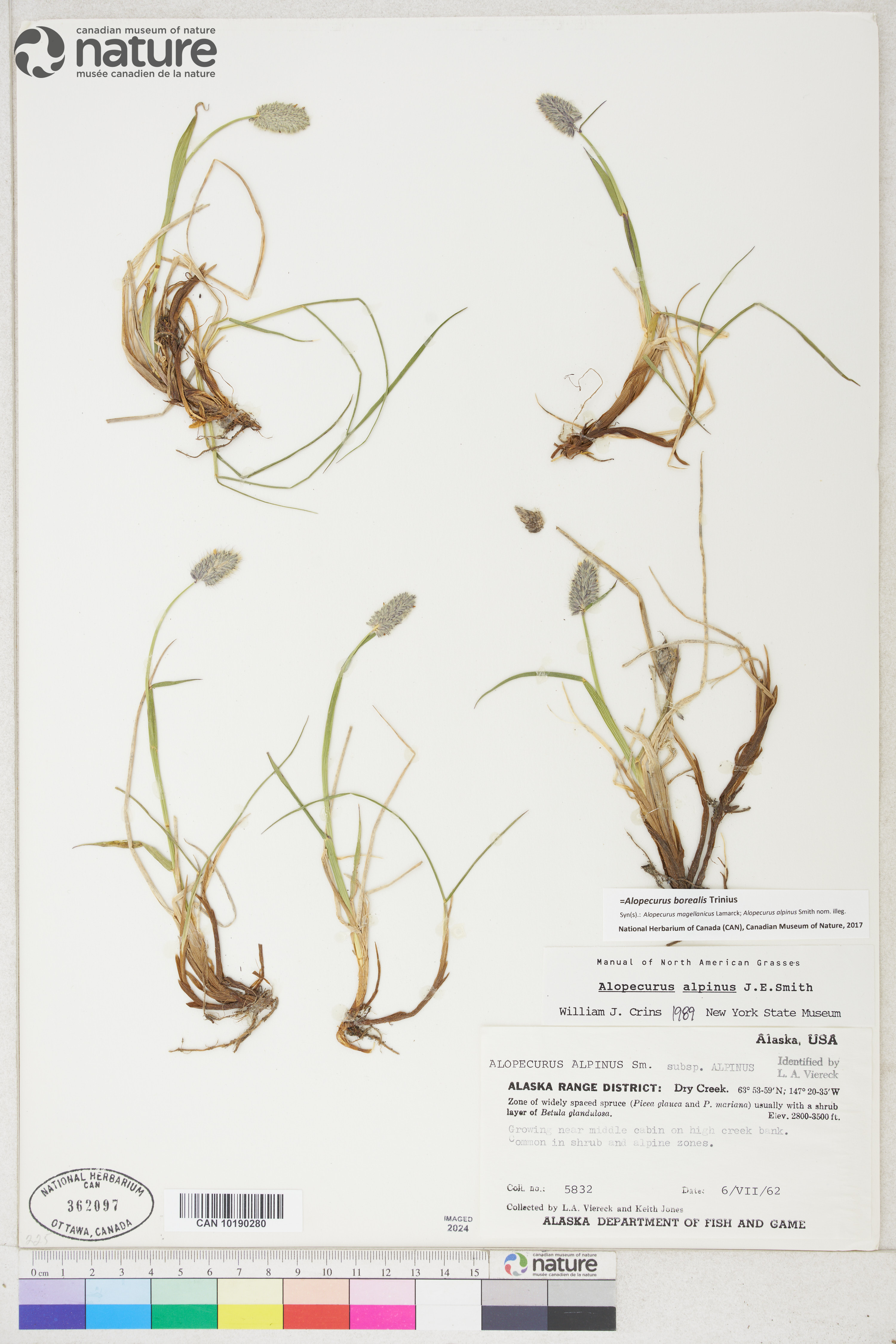 Alopecurus magellanicus image
